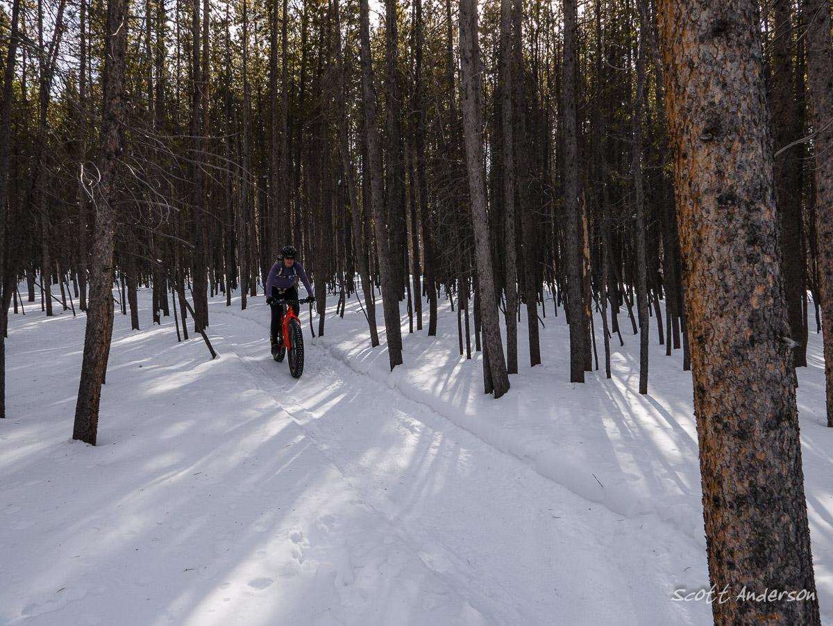 A person riding a fat-tire bike along a snowy trail through a dense forest of tall pine trees, with sunlight filtering through the branches. The snow-covered ground shows tire tracks, and the scene conveys a serene winter atmosphere. Colorado Mountain College Trails mountain bike trail.