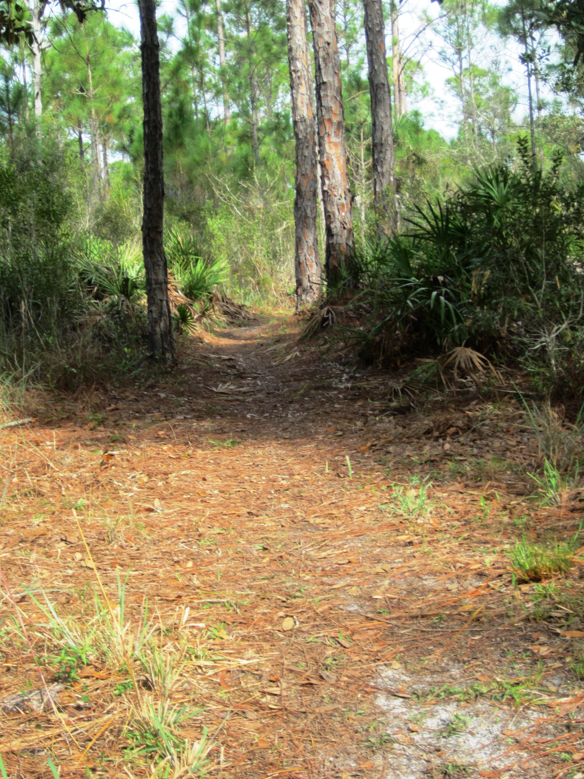 A narrow dirt path weaving through a dense forest, flanked by tall pine trees and underbrush. The ground is covered with pine needles and scattered leaves, leading deeper into the greenery. Sunlight filters through the branches, illuminating the scene. BoldlyGo mountain bike trail.