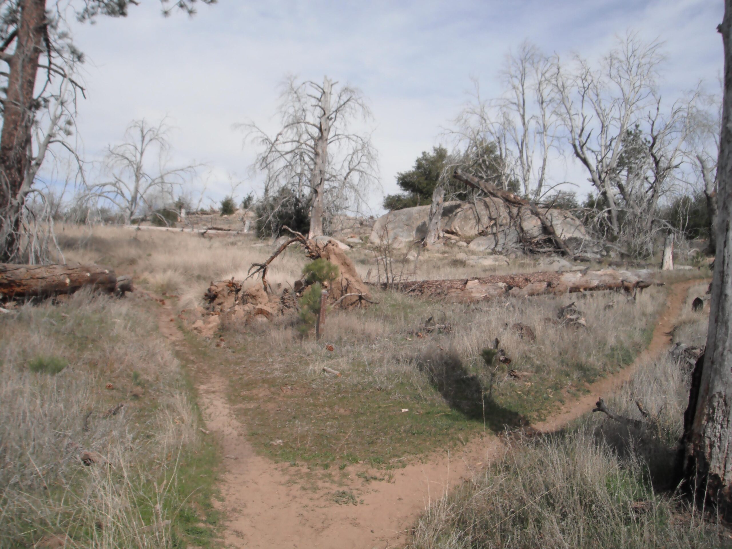 A landscape showing a fork in a dirt path surrounded by dry grass and fallen trees. Dead trees with sparse branches are scattered in the background, while the sky is partly cloudy. The scene conveys a natural, rustic environment typical of a woodland or mountainous area. Anza-Cuyamaca North Side Singletrack mountain bike trail.