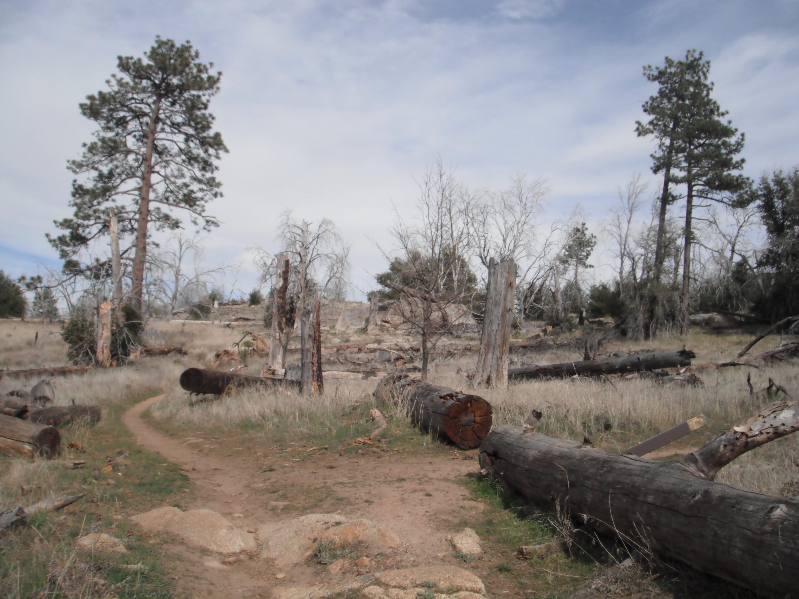 Alt tag: "A winding dirt path through a forested area with fallen logs and trees, under a partly cloudy sky." Anza-Cuyamaca North Side Singletrack mountain bike trail.
