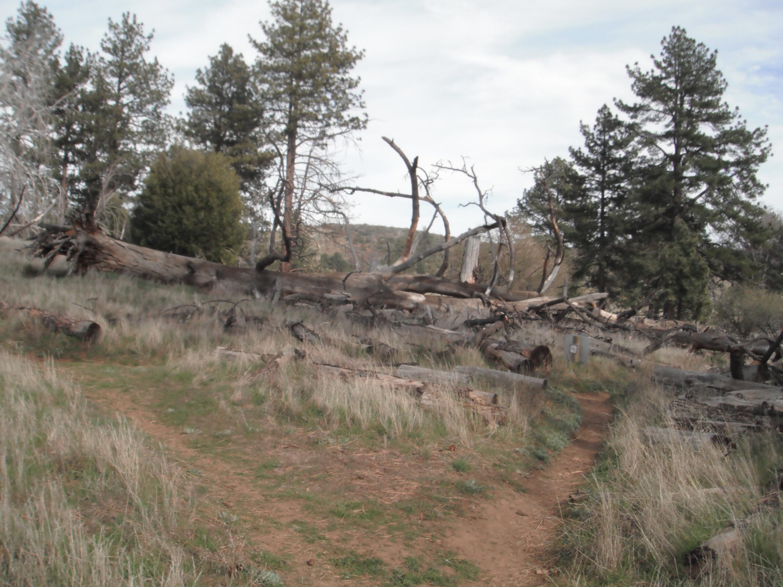 A winding dirt path through a grassy area, flanked by fallen trees and tall evergreen trees in the background under a cloudy sky. Anza-Cuyamaca North Side Singletrack mountain bike trail.