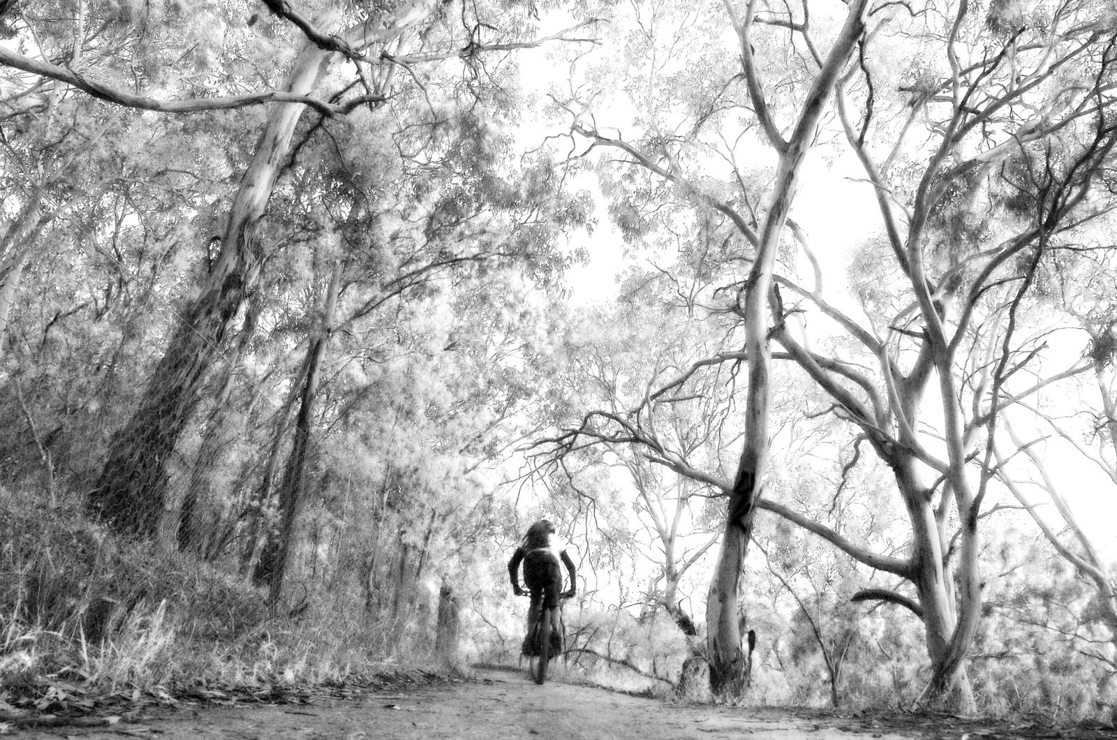 A cyclist riding along a winding dirt path surrounded by tall trees, depicted in a black and white style, creating a serene and atmospheric landscape. Yarra Trails mountain bike trail.