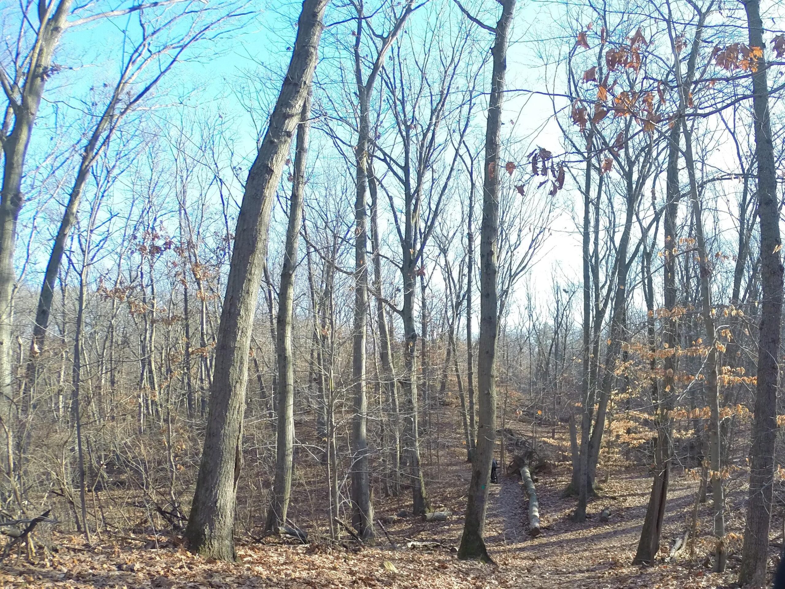 A serene view of a bare forest in late autumn, featuring tall trees with scattered brown leaves. The path through the woods is partially visible, with sunlight filtering through the branches and a clear blue sky above. Richmond Avenue and Forest Hill road mountain bike trail.