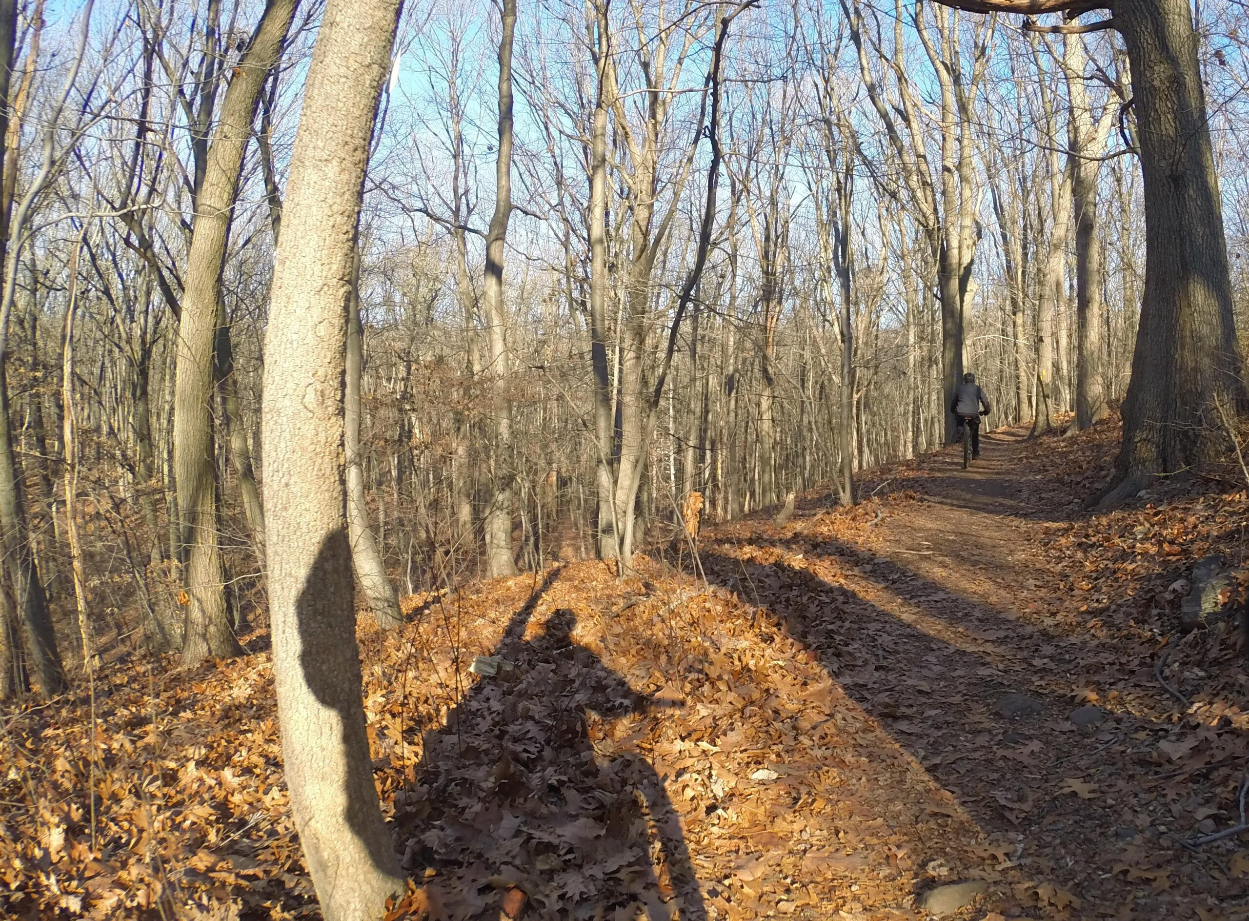 A scenic wooded path with bare trees and fallen leaves, featuring a person walking along the trail. Shadows from the trees and the person create interesting shapes on the ground, under a clear blue sky. Richmond Avenue and Forest Hill road mountain bike trail.