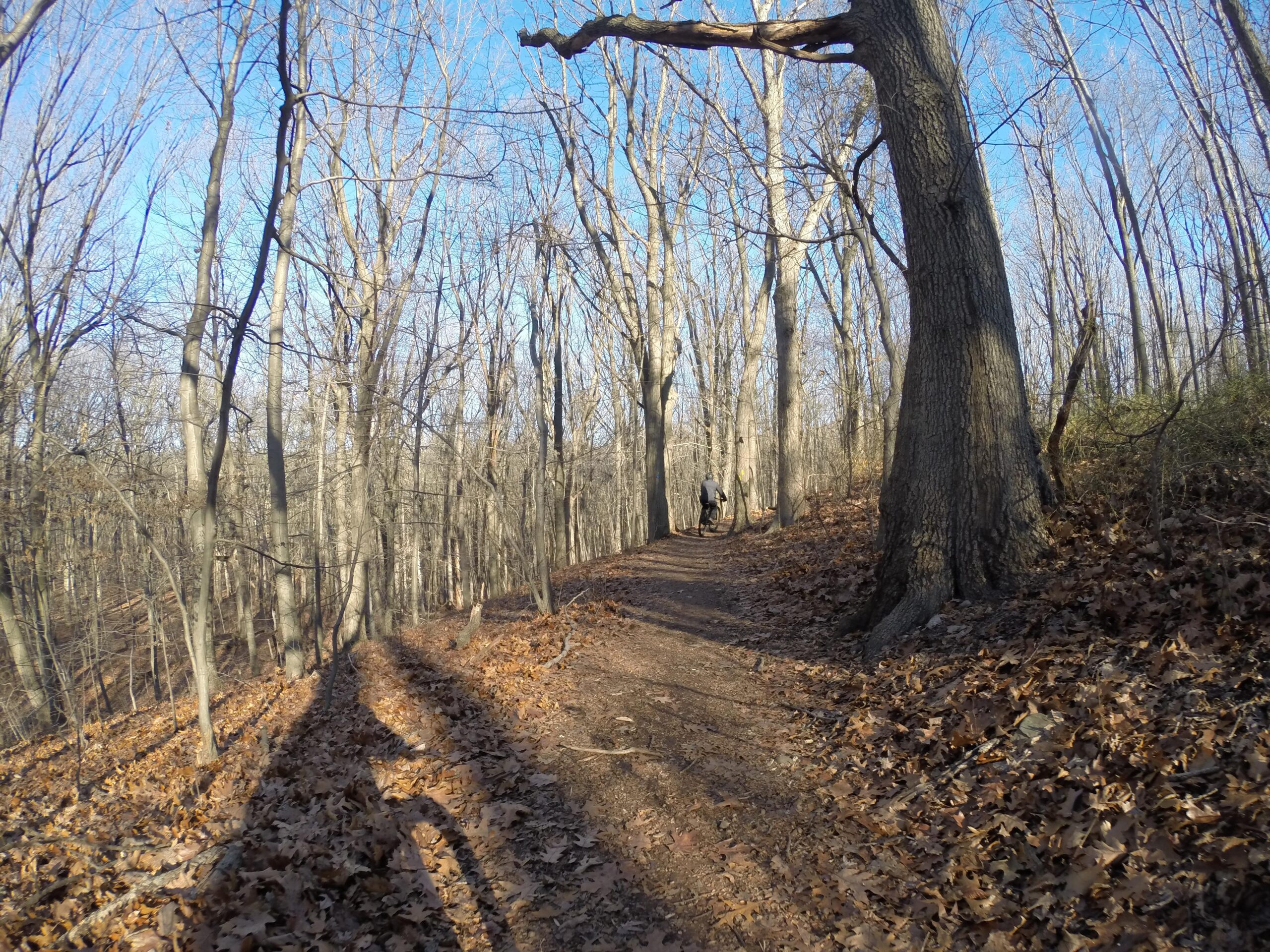 A wooded hiking path surrounded by bare trees and fallen leaves, with a person walking along the trail. The sky is clear and blue, creating a serene outdoor scene in a natural setting. Richmond Avenue and Forest Hill road mountain bike trail.