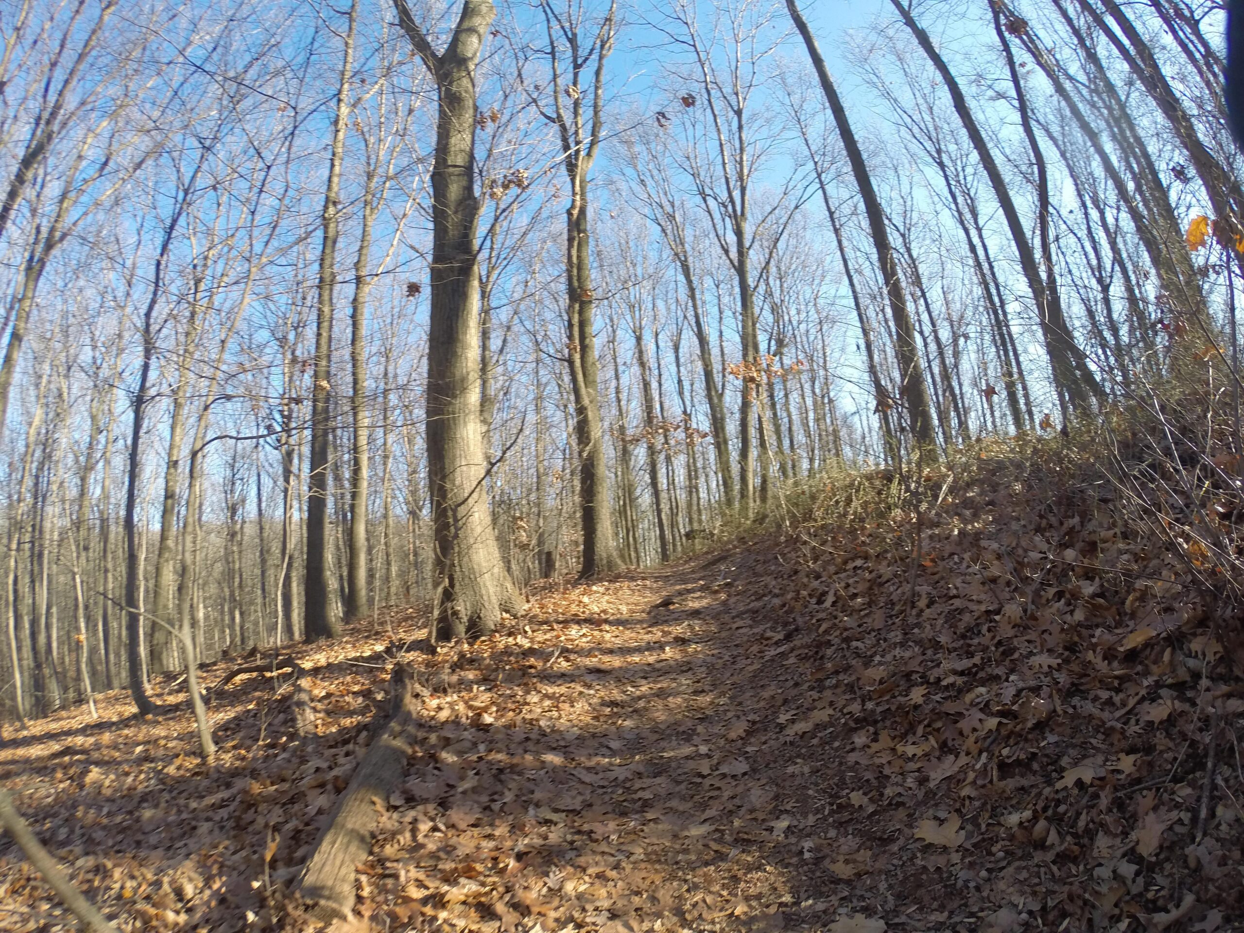A sunlit forest path covered in brown fallen leaves, bordered by tall, bare trees against a blue sky. Richmond Avenue and Forest Hill road mountain bike trail.