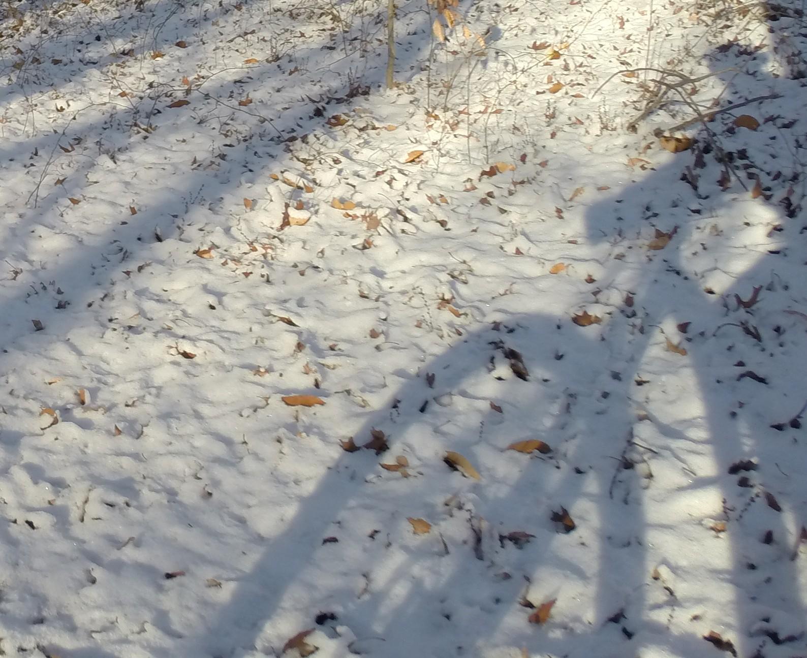 A snowy landscape with patches of fallen leaves on the ground. Shadows are cast from trees, creating a textured pattern on the snow. Wolfes Pond park mountain bike trail.
