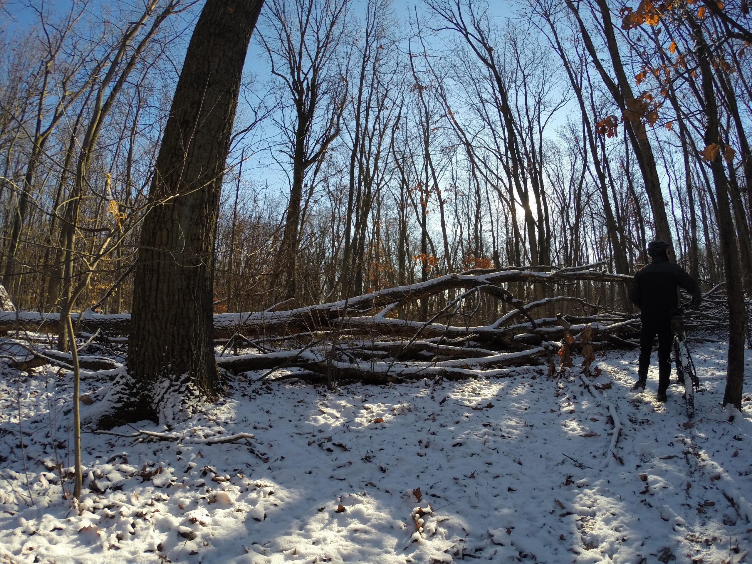 A snowy forest scene featuring a large tree trunk in the foreground, with a person standing near a fallen tree in the background. The ground is covered in snow and fallen leaves, and a clear blue sky can be seen above the leafless trees. Trails seperated by streets mountain bike trail.