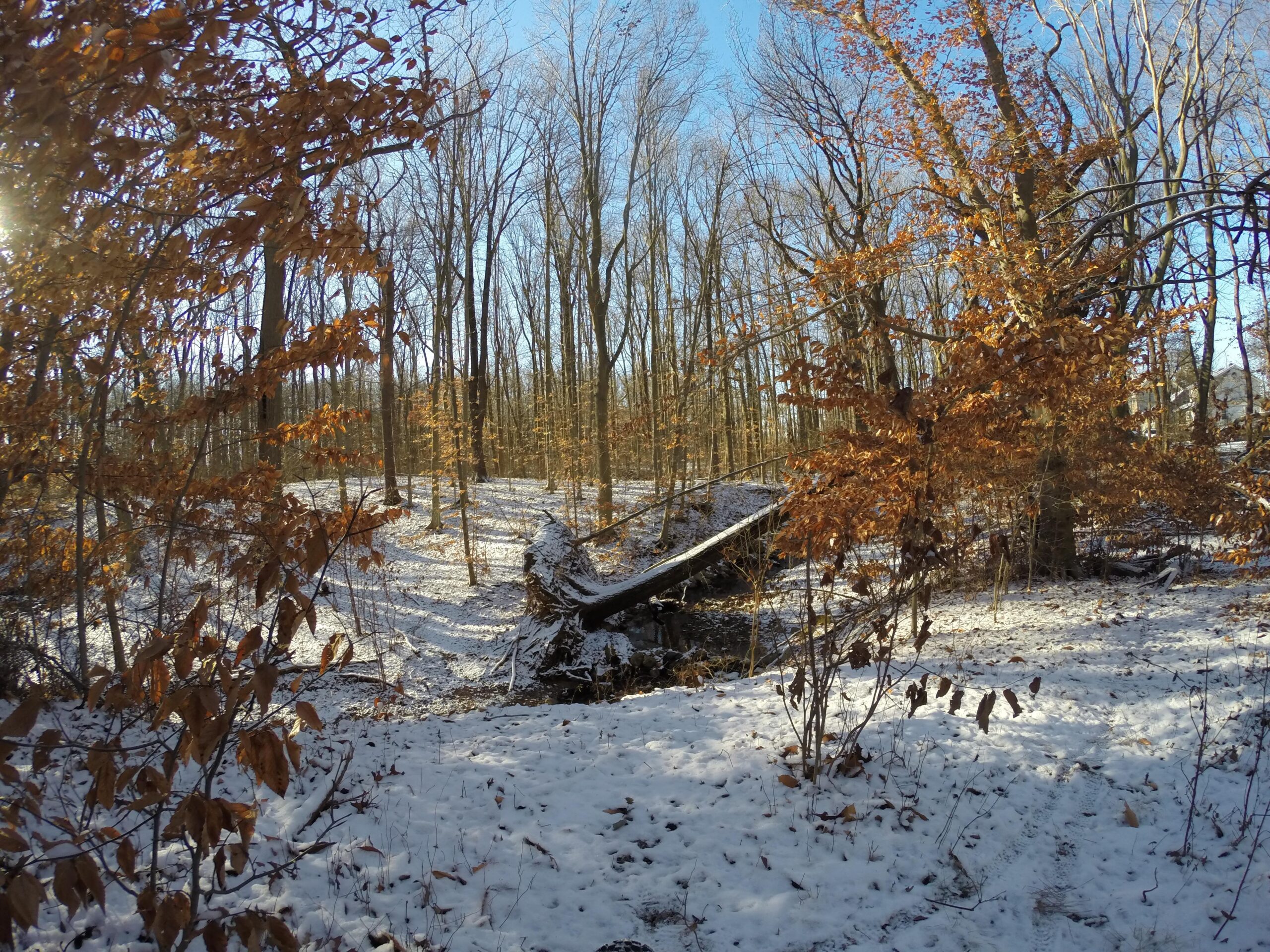 A serene winter forest scene featuring bare trees with a scattering of orange leaves and a dusting of snow on the ground. Sunlight filters through the branches, creating a warm glow in the cool landscape. In the background, a fallen log spans a small creek, adding to the natural beauty of the setting. Trails seperated by streets mountain bike trail.