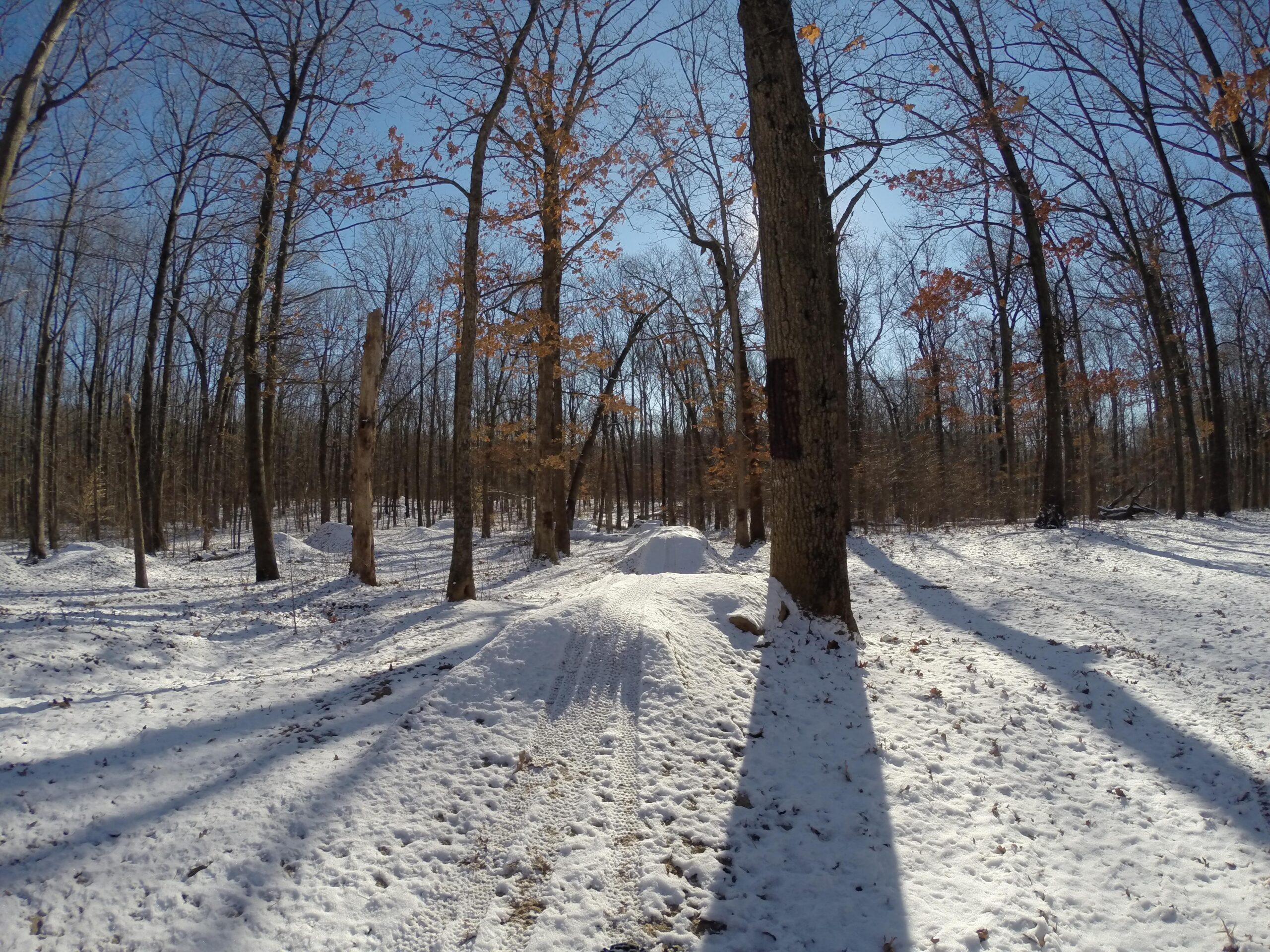 A snowy forest trail surrounded by bare trees, with the sun shining overhead. The ground is covered in a thick layer of snow, and long shadows are cast by the trees. Some trees have orange leaves remaining, adding a touch of color to the winter scene. Wolfes Pond park mountain bike trail.