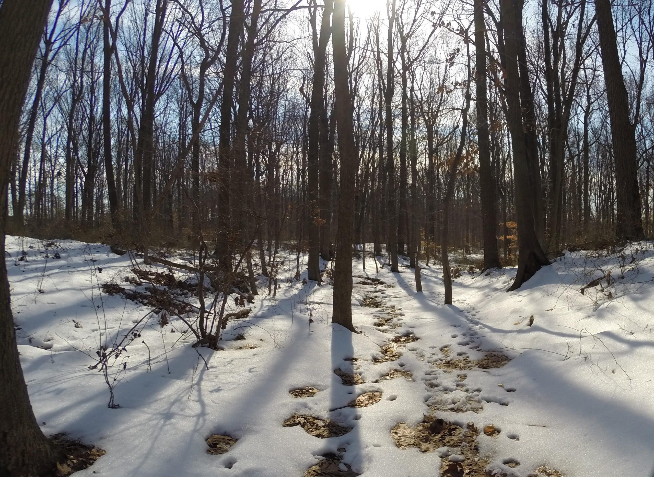 A winter forest scene featuring bare trees and a snow-covered ground, with sunlight shining through the branches. A winding path is visible, leading through the snowy landscape, with footprints marking the way. Trails seperated by streets mountain bike trail.