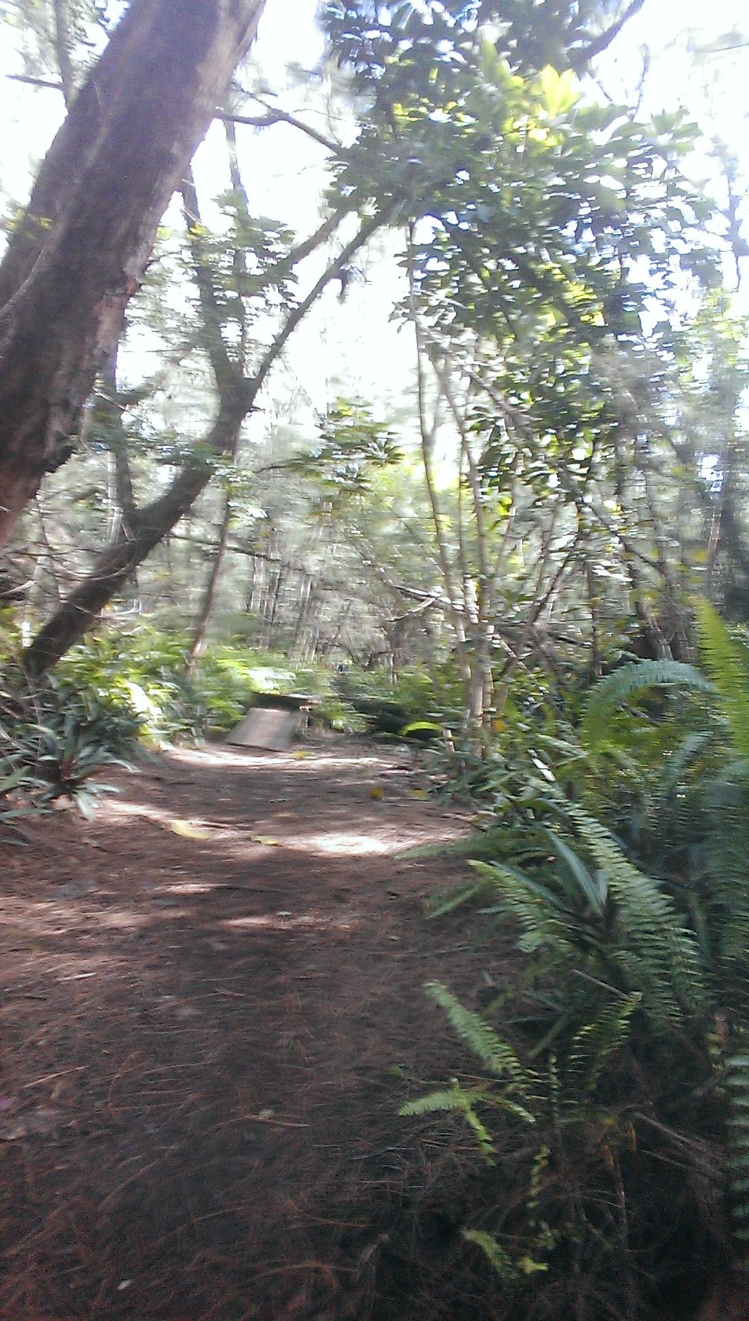 A serene pathway winding through a dense forest, surrounded by tall trees and lush green foliage. Sunlight filters through the leaves, creating a dappled effect on the forest floor covered in pine needles. Oleta River State Park mountain bike trail.