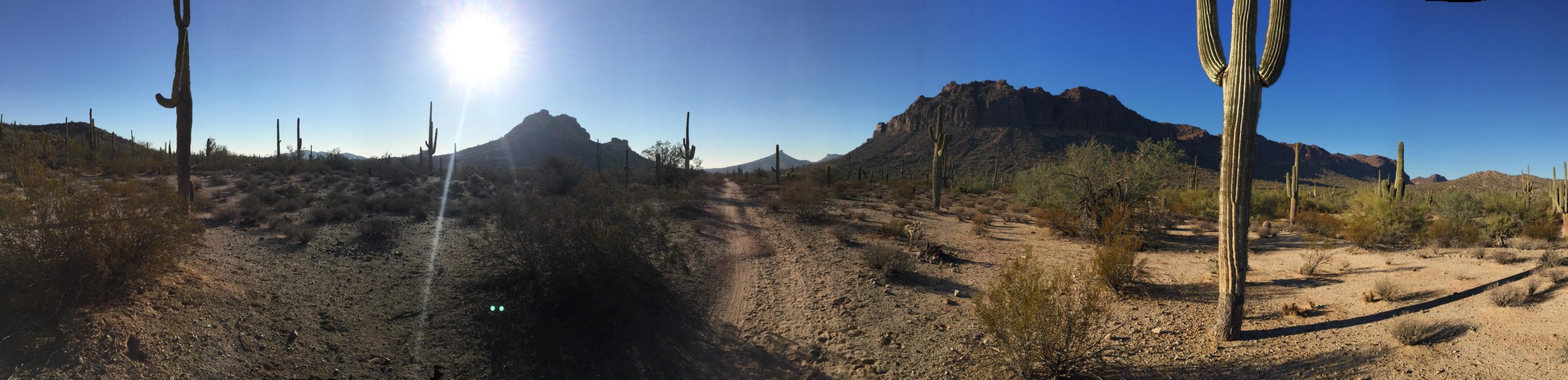 A panoramic view of a desert landscape featuring tall cacti and sparse vegetation, with a clear blue sky and the sun shining brightly in the background. Rugged mountain formations are visible in the distance, creating a serene and arid environment. A dirt path winds through the scene, emphasizing the natural terrain. San Tan mountain bike trail.