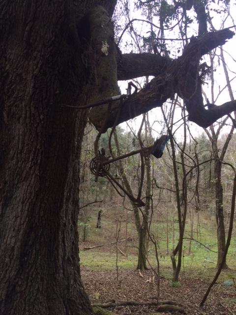 A close-up view of a large tree with a tangle of branches and vines. Hanging from one of the branches is an old, rusted bicycle frame, partially obscured by the foliage. The background features a wooded area with sparse undergrowth and a soft overcast sky. San Felasco Hammock Preserve mountain bike trail.