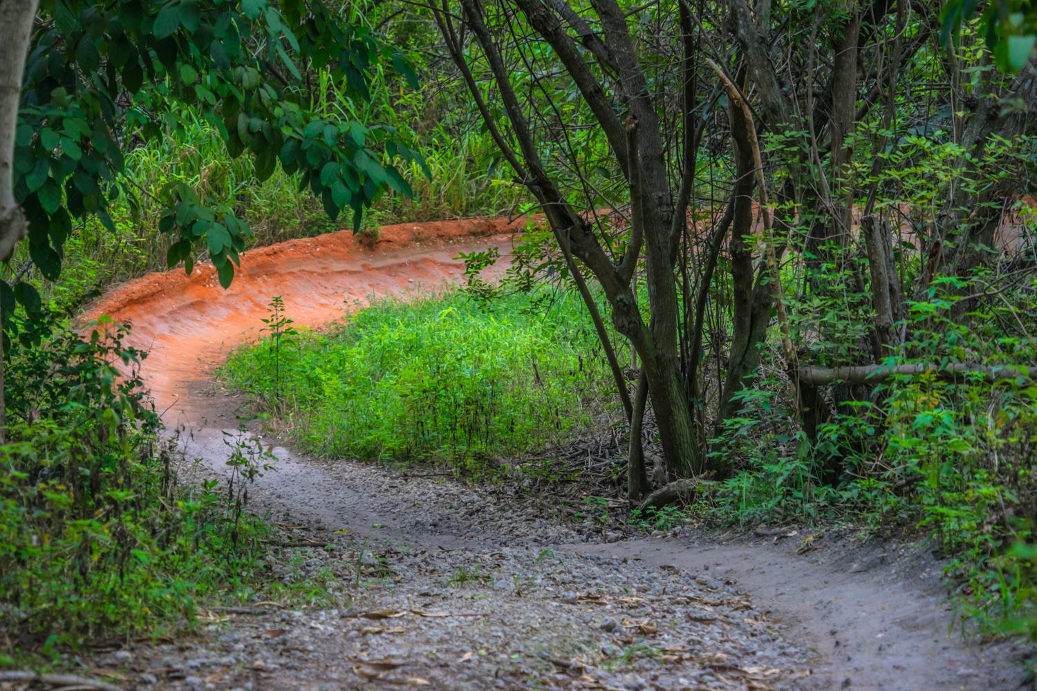 A winding dirt path through a lush green forest, surrounded by tall grass and trees, with a reddish-orange hue along the edge of the trail. Markham Park mountain bike trail.