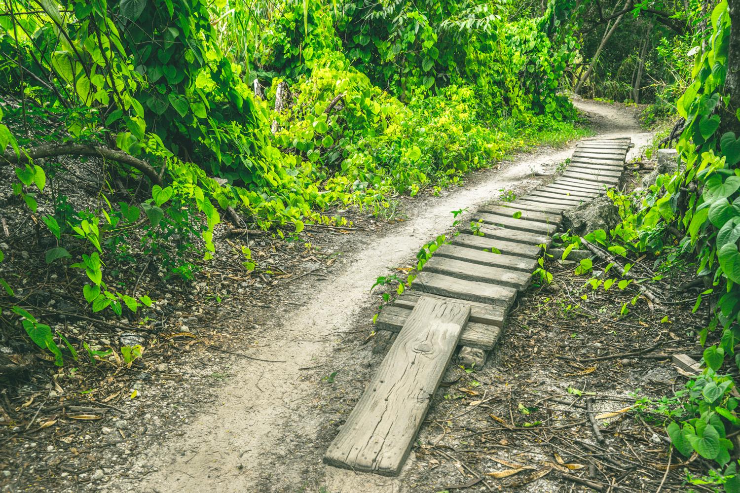 A winding trail surrounded by lush greenery, featuring a wooden footbridge made of planks crossing over a section of the path. The trail is lined with various green plants and vines, creating a serene and natural environment. Markham Park mountain bike trail.