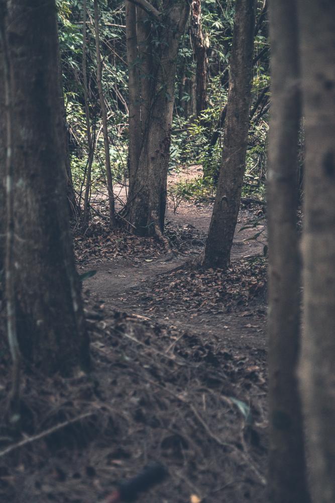 A winding dirt path through a dense forest, flanked by tall trees and scattered autumn leaves on the ground, creating a tranquil, natural atmosphere. Markham Park mountain bike trail.