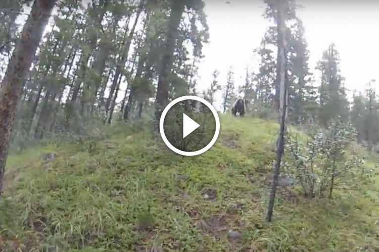 A forest scene featuring tall trees and a grassy area. In the background, an animal can be seen moving on a slope. A play button icon indicates that the image is part of a video.