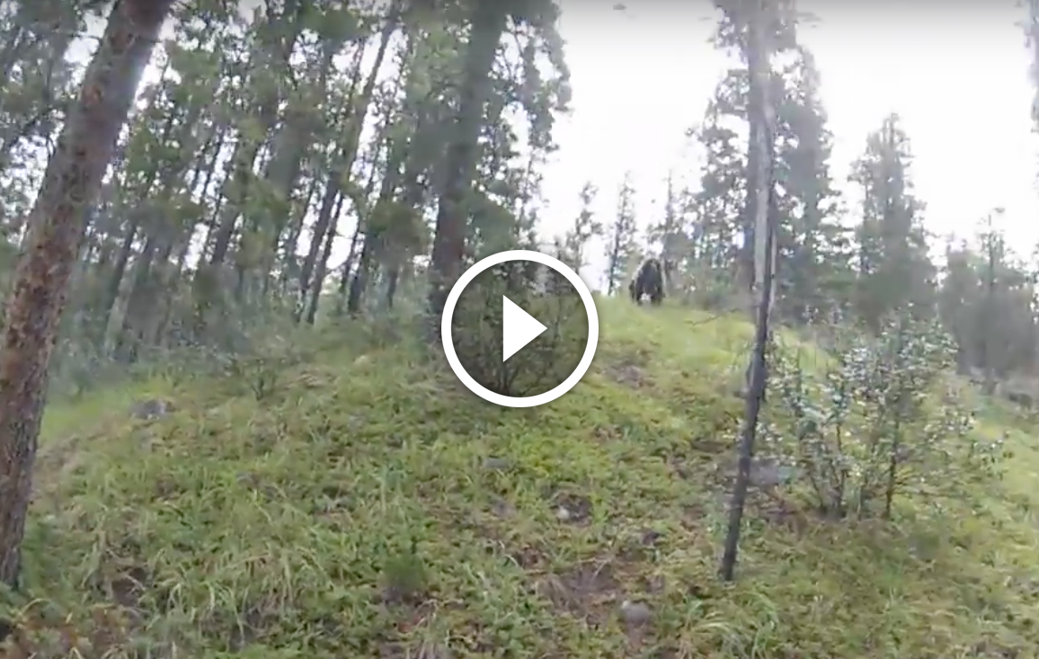 Screen Shot 2016-01-25 at 1 bear charge