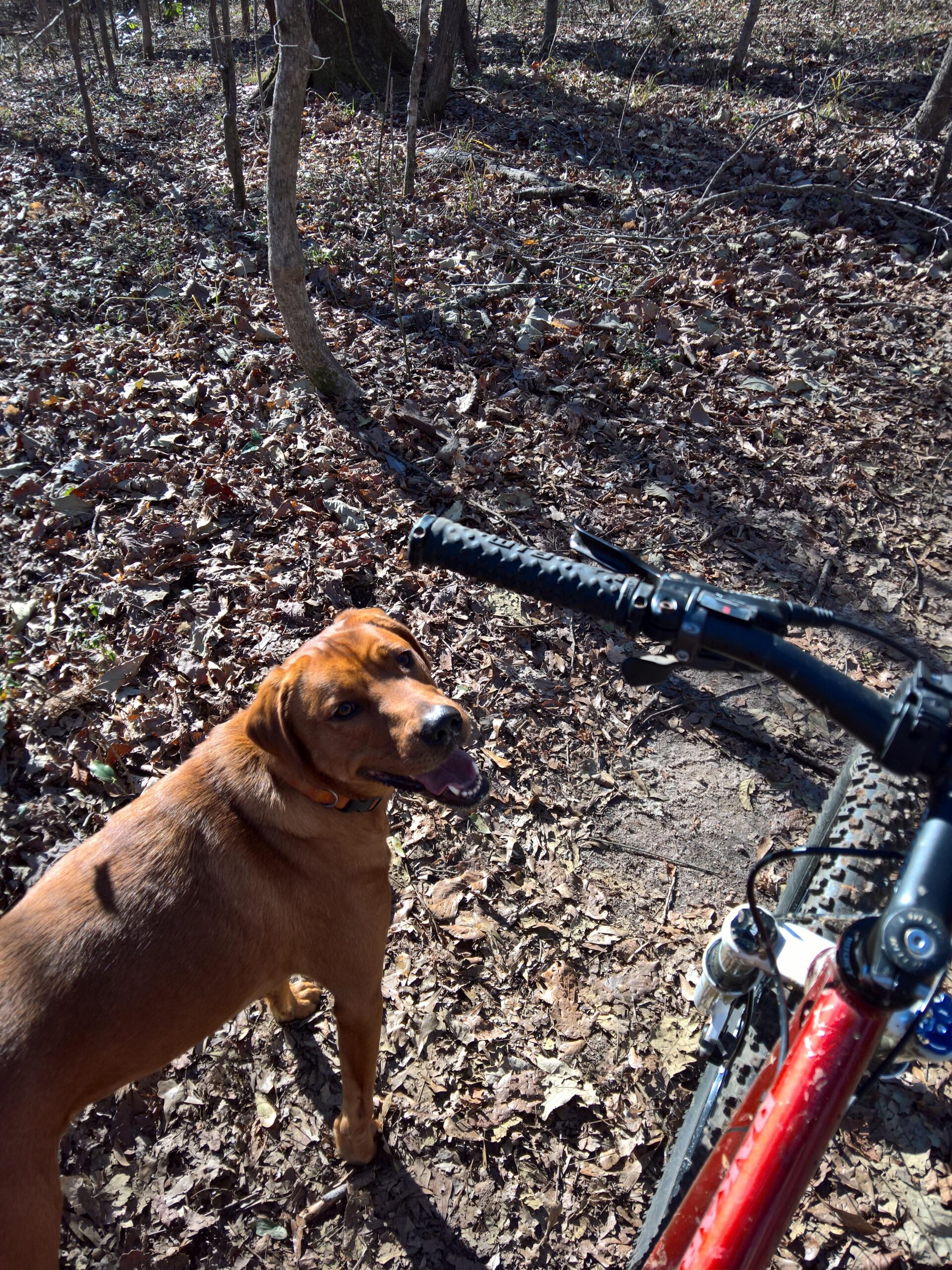 A playful brown dog stands in the woods, looking back toward the camera with a happy expression. In the foreground, a part of a mountain bike is visible, with the handlebars and tire partially in the frame. The ground is covered in dry leaves, and sunlight filters through the trees, creating a serene outdoor setting. Flat Rock Park mountain bike trail.