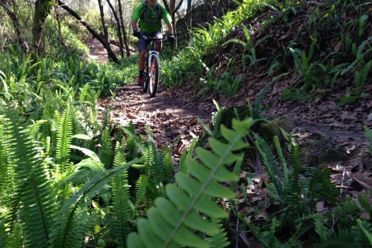 A mountain biker riding along a narrow dirt trail surrounded by lush green ferns and trees, with sunlight filtering through the foliage.