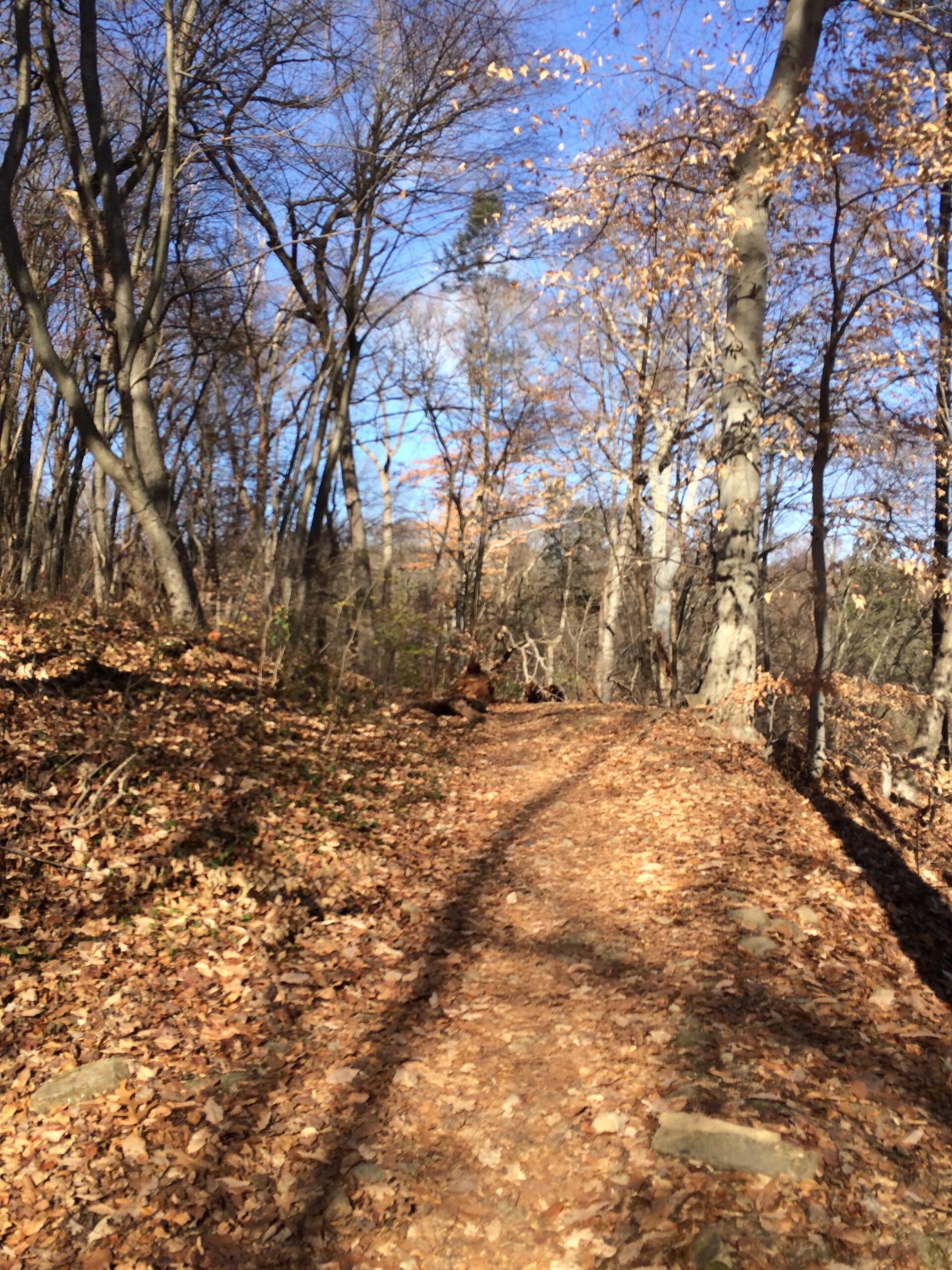 A scenic forest path covered with fallen leaves, flanked by bare trees, under a clear blue sky. The trail winds gently through the woods, inviting exploration and appreciating nature. Wissahickon Valley Park mountain bike trail.