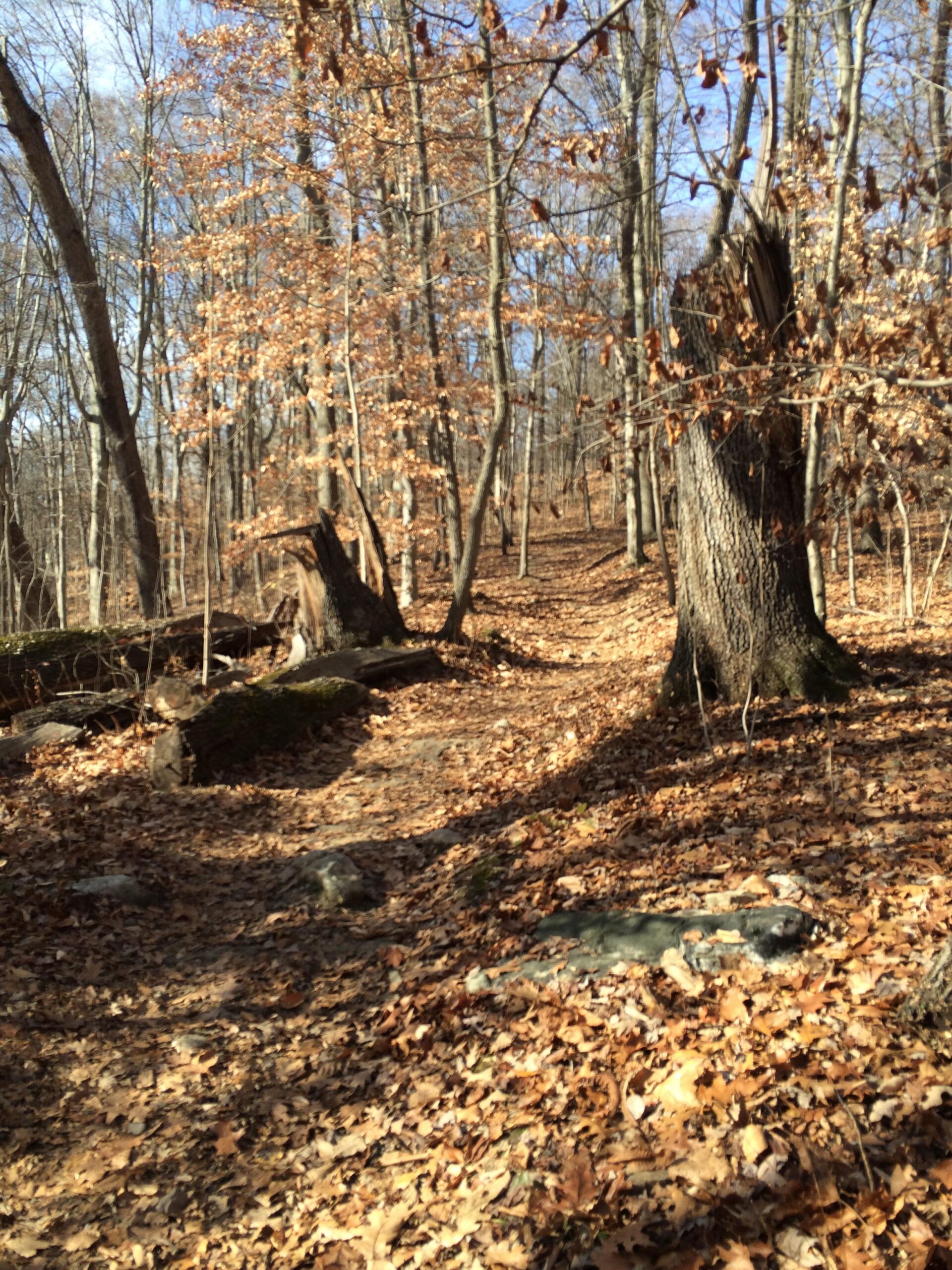 A winding path through a wooded area with bare trees and some remaining autumn leaves scattered on the ground. The sunlight filters through the trees, creating a serene and tranquil atmosphere. Wissahickon Valley Park mountain bike trail.
