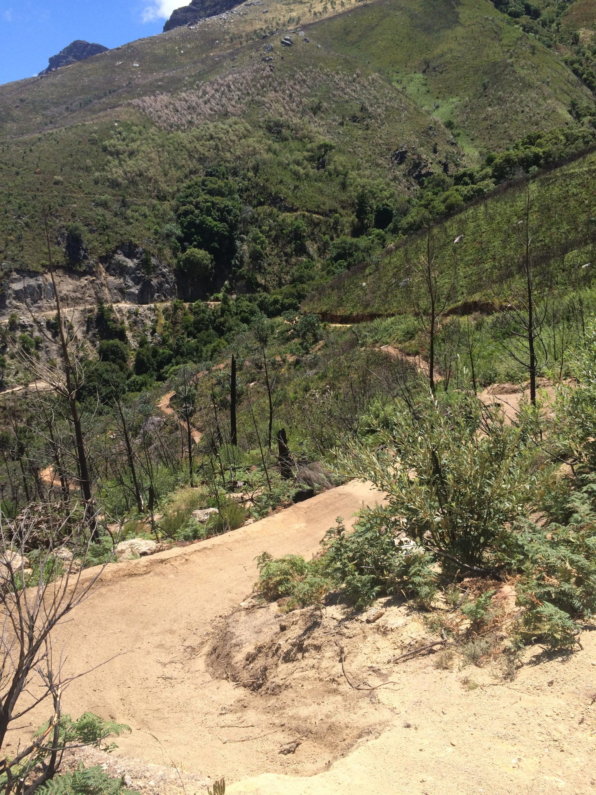 A panoramic view of a sloping landscape featuring a mix of green vegetation and brown earth, with a winding dirt path descending through the foreground. The background shows a hillside with patches of grass and sparse trees, indicating areas of regrowth. Some areas appear to have been affected by fire, with blackened trunks and dry soil. The scene is set under a bright blue sky with a few scattered clouds. Jonkershoek mountain bike trail.
