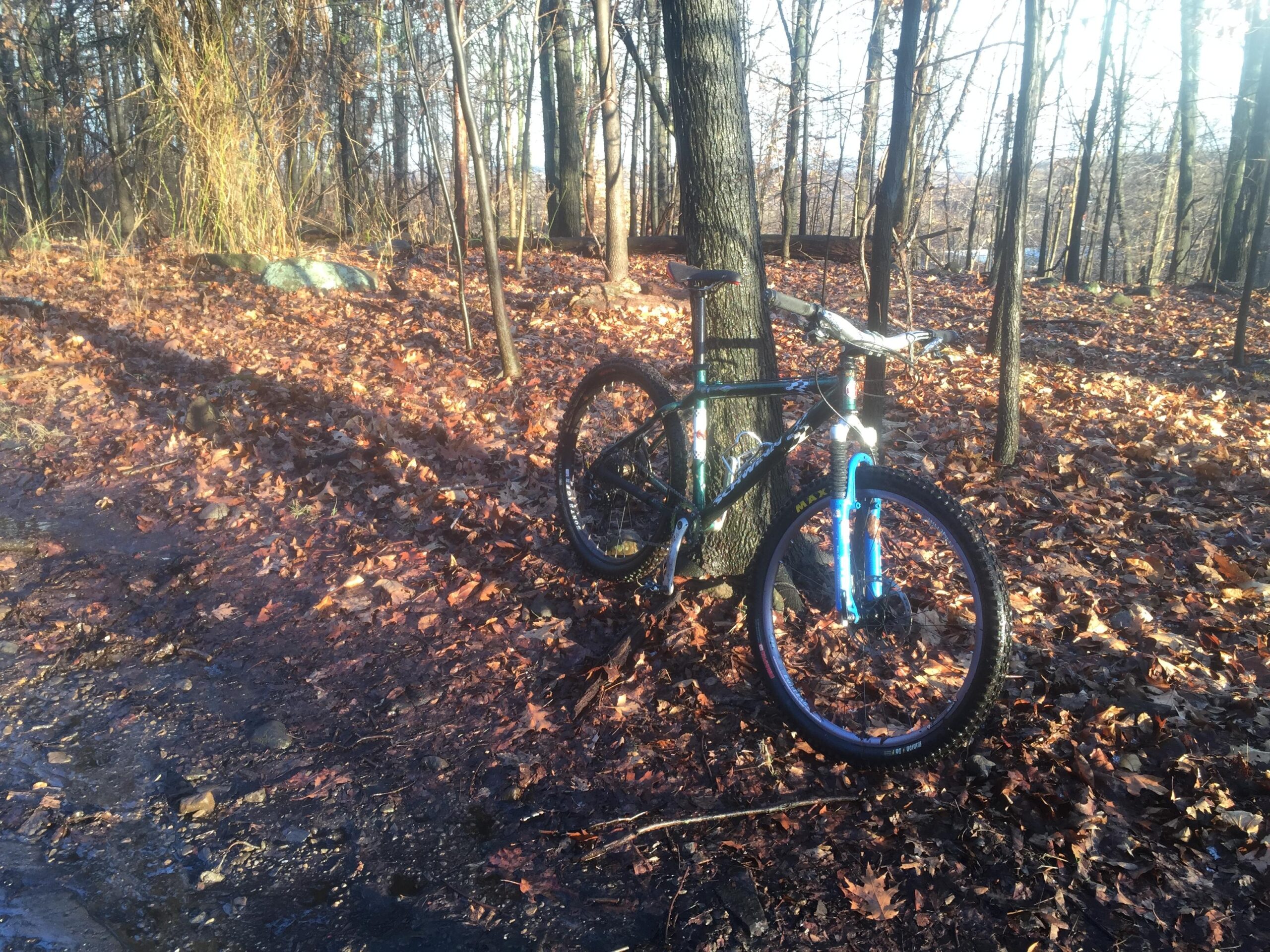 Schwinn Homegrown: A mountain bike leaning against a tree in a forested area covered with fallen leaves, with sunlight filtering through the trees.