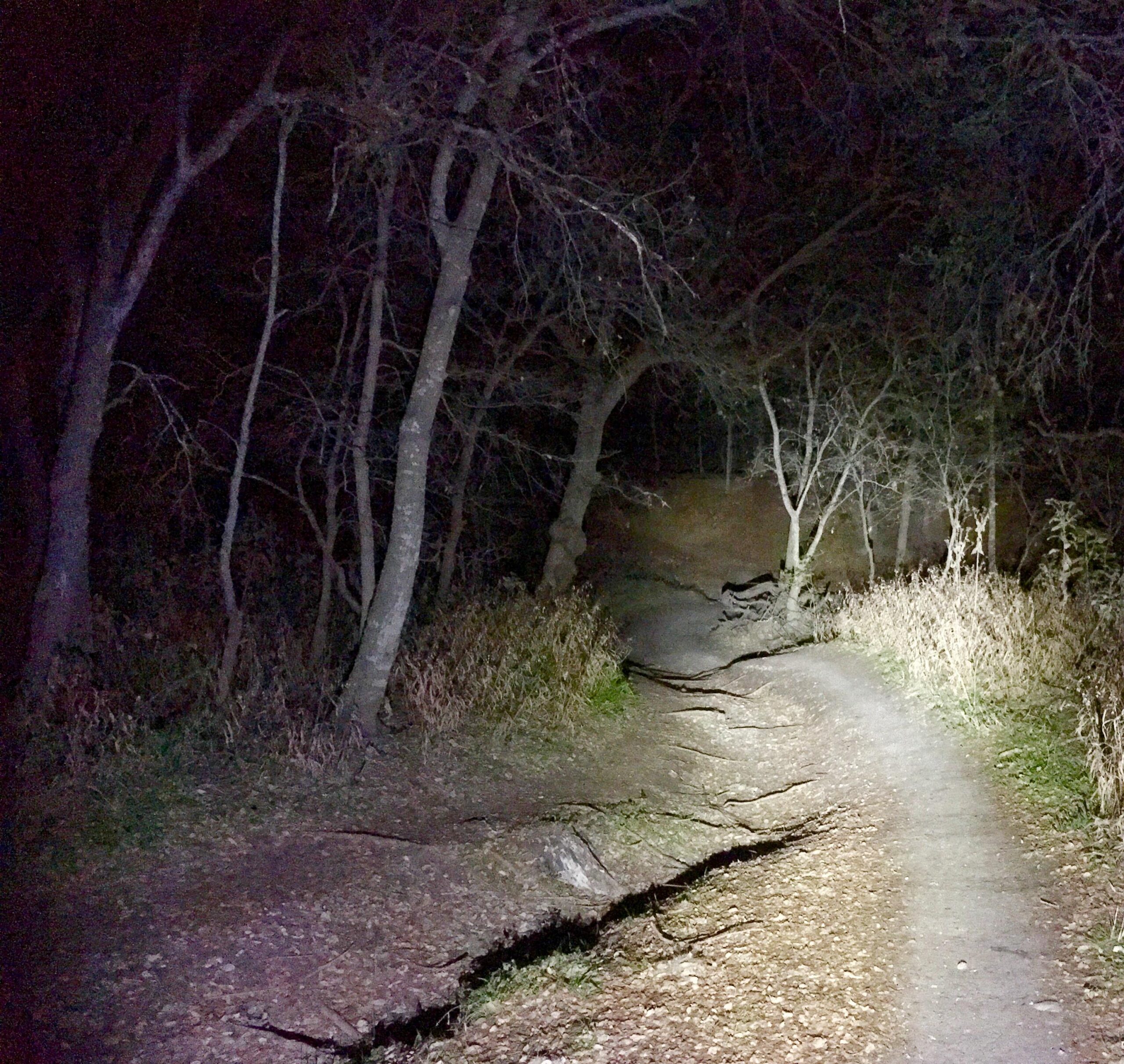 A dimly lit forest path at night, surrounded by bare trees and overgrown grass. The trail is uneven with visible roots and rocks, creating a rugged appearance. A beam of light illuminates part of the path, adding contrast to the dark surroundings. McAllister Park mountain bike trail.