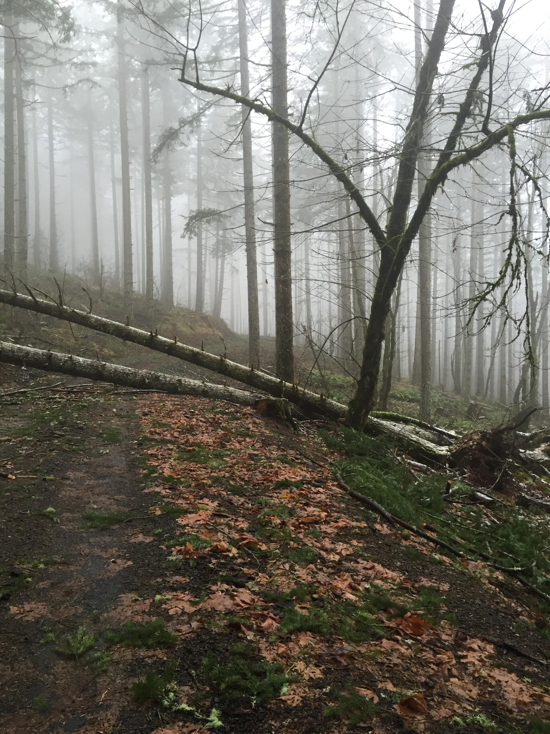 A misty forest scene featuring tall trees partially obscured by fog. The forest floor is covered in fallen leaves and patches of green grass. A downed tree trunk lies across a narrow, winding path. The overall atmosphere conveys a sense of tranquility and mystery in nature. Rd 500 to Powder House Summit mountain bike trail.