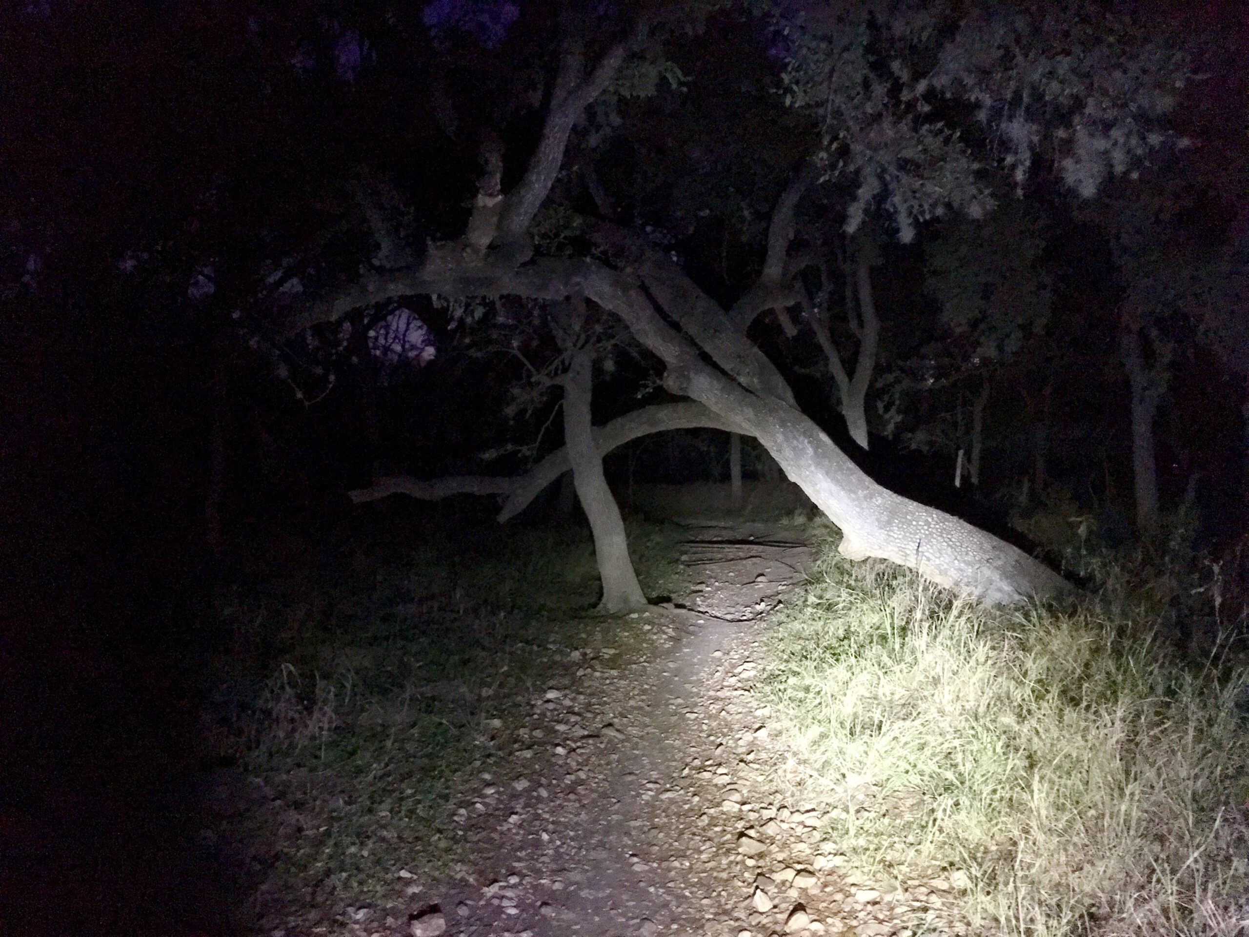 A dimly lit path in a wooded area with a large, gnarled tree leaning over the trail. The scene is illuminated by a beam of light, casting shadows on the ground and highlighting the rocky terrain. Surrounding foliage is dark, creating a mysterious atmosphere. McAllister Park mountain bike trail.