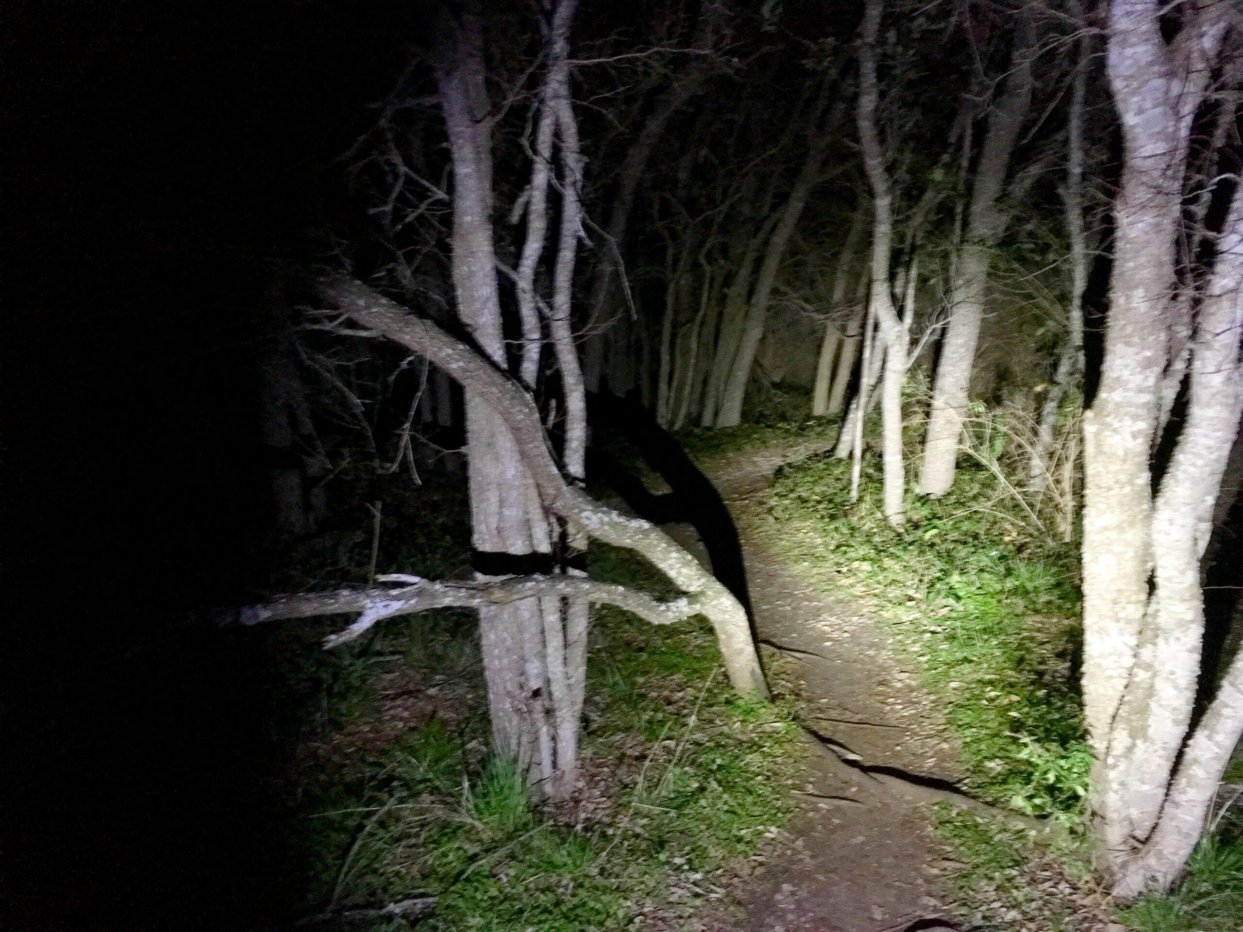 A dimly lit forest path at night, surrounded by tall trees with thin branches and sparse foliage. The ground is visible with a dirt trail winding through the underbrush, illuminated by a flashlight's beam, casting shadows of the trees and branches across the path. McAllister Park mountain bike trail.