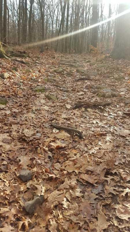 A dirt path winding through a forest, covered with fallen leaves and exposed tree roots, surrounded by tall trees in a natural setting. Sunlight filters through the branches, illuminating the trail. French Creek mountain bike trail.