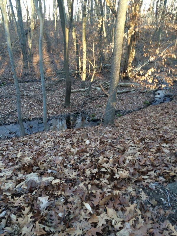 A serene forest scene with a carpet of fallen leaves covering the ground. Tall, bare trees rise in the background, and a small, winding creek is visible in the lower part of the image, partially obscured by branches and foliage. The light creates a gentle glow, indicating late afternoon or early evening. Richmond Avenue and Forest Hill road mountain bike trail.