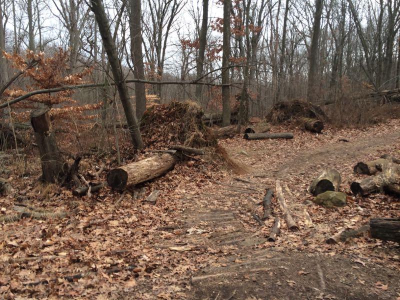 A wooded area featuring fallen trees, scattered logs, and dry leaves on the ground. The path is visible, winding through a landscape of bare trees and brush, with some small mounds of debris in the background. The scene reflects an autumn or early winter atmosphere, with overcast skies. Richmond Avenue and Forest Hill road mountain bike trail.