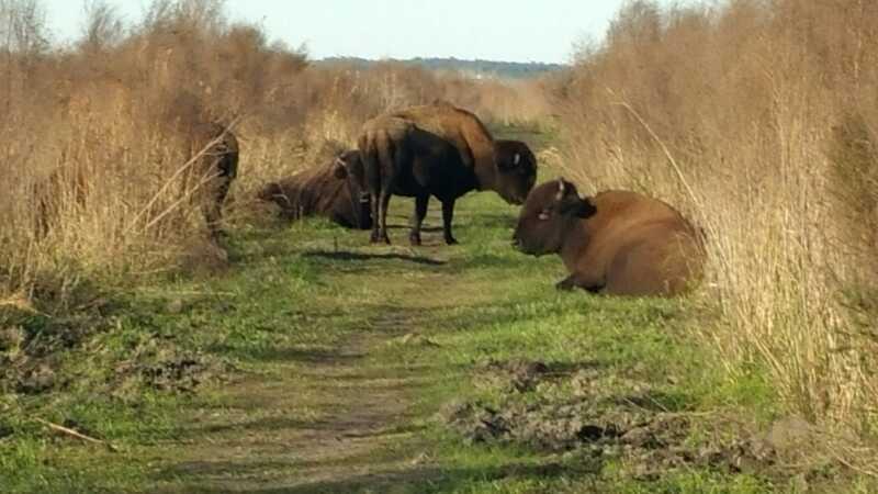 A group of bison resting along a grassy path, surrounded by tall brown grasses and shrubs. Some bison are lying down, while others are standing, all set in a natural landscape. Bolen Bluff Trail mountain bike trail.