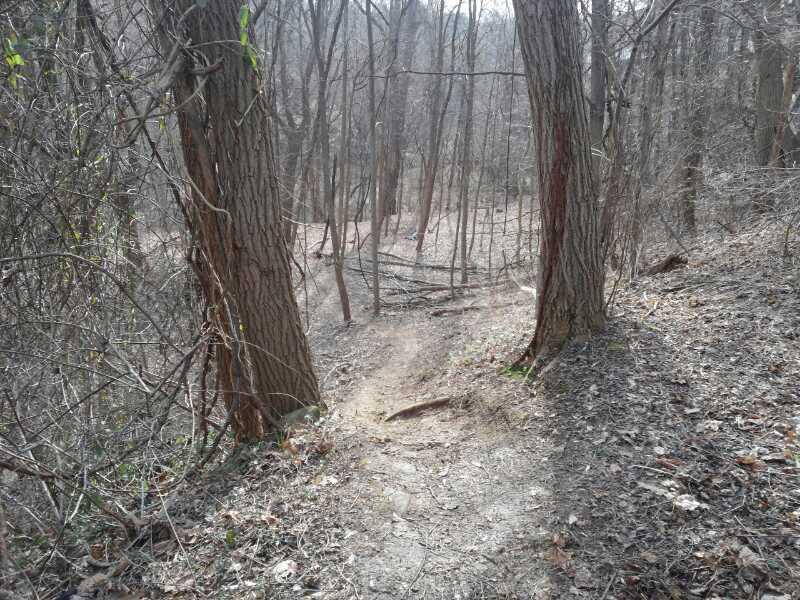 A winding dirt path leads through a wooded area with bare trees and scattered leaves on the ground, indicating early spring or late autumn. The scene is quiet and natural, with the path descending between two large tree trunks. Smedley park mountain bike trail.
