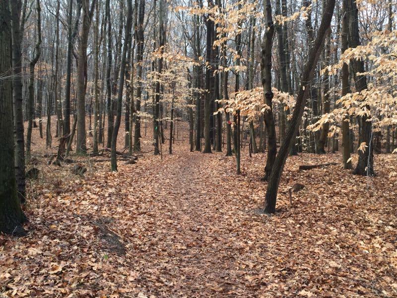 A scenic view of a wooded path surrounded by trees in autumn, with a carpet of fallen leaves covering the ground. The trees have sparse, golden leaves, indicating the transition to winter. Long Pond mountain bike trail.