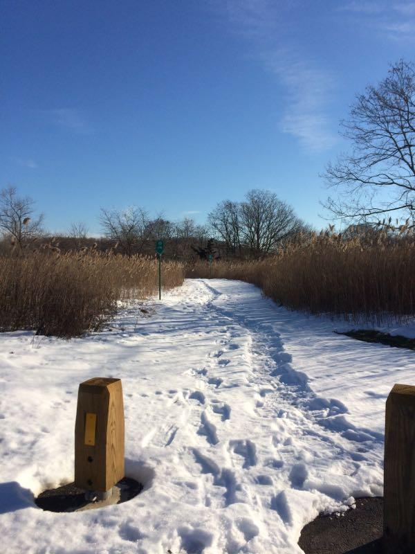 A snowy path winding through tall reeds, with a clear blue sky above. Wooden posts are visible on either side of the trail, indicating the pathway's direction. The scene captures a serene, wintery landscape, inviting exploration. Richmond Avenue and Forest Hill road mountain bike trail.
