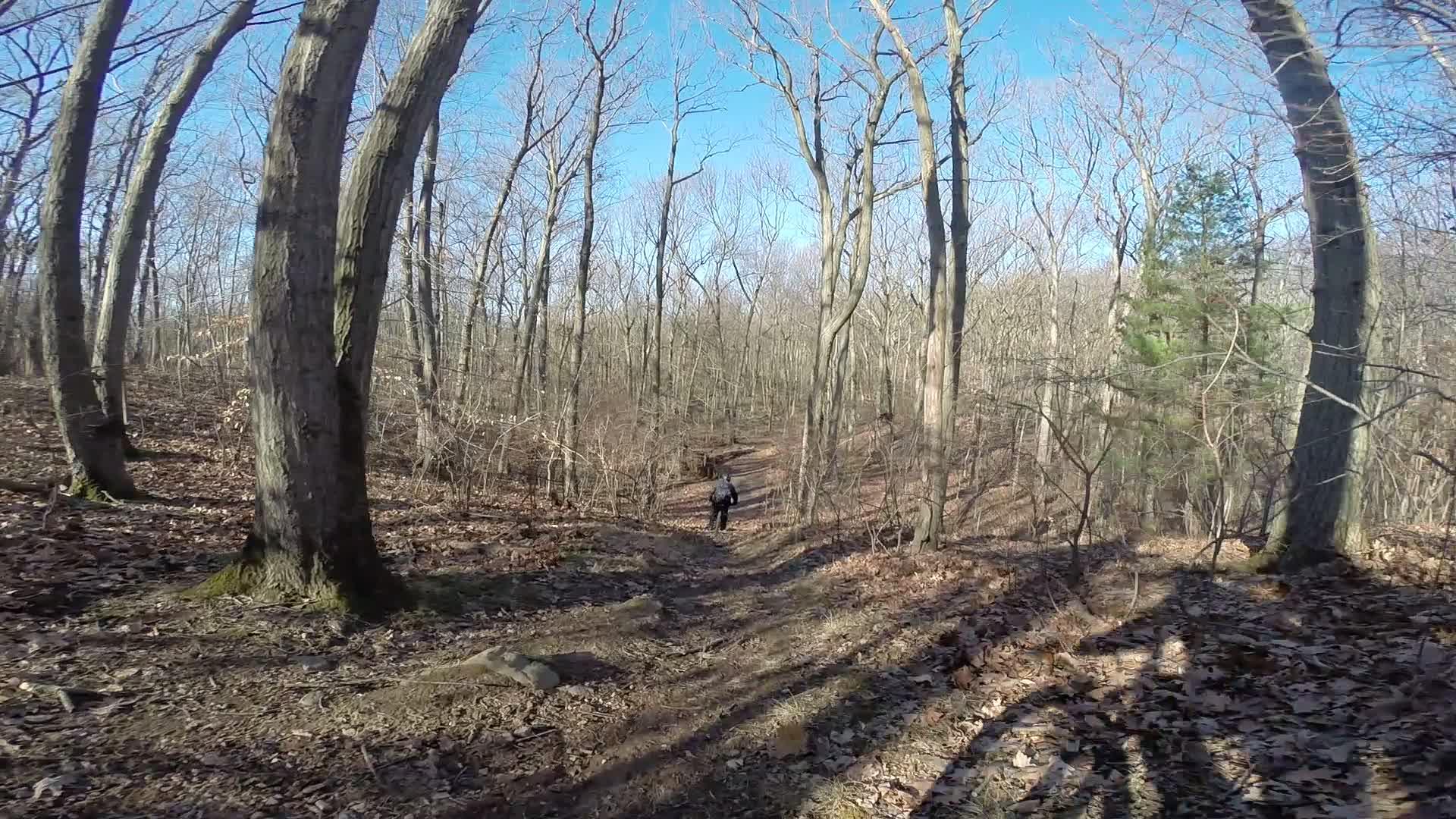 A hiker walking along a forested trail surrounded by bare trees, with a clear blue sky above and fallen leaves covering the ground. Richmond Avenue and Forest Hill road mountain bike trail.