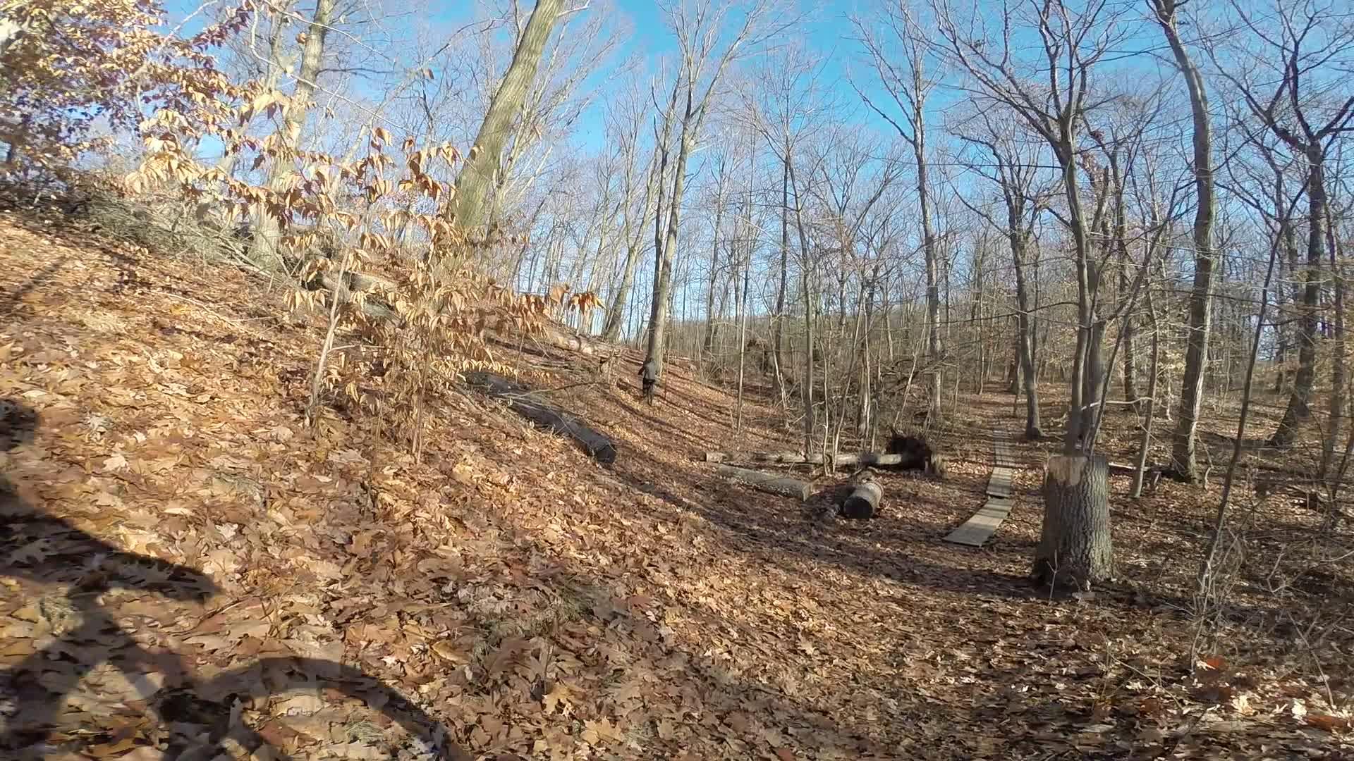 A sunlit forest trail in autumn, covered with brown leaves and scattered logs. A narrow wooden bridge is visible in the background, and the trees are bare, indicating the season. The scene captures a peaceful outdoor setting suitable for hiking or mountain biking. Richmond Avenue and Forest Hill road mountain bike trail.