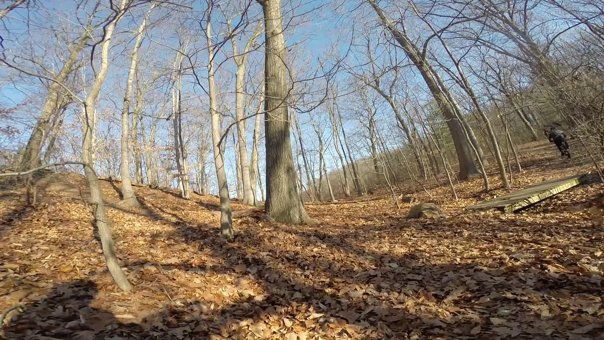 A forest scene featuring bare trees and a carpet of fallen leaves on the ground. The sky is clear and blue, and there is a noticeable slope in the landscape. A wooden bridge crosses a small area in the foreground, and a figure can be seen walking along a path in the background. Richmond Avenue and Forest Hill road mountain bike trail.