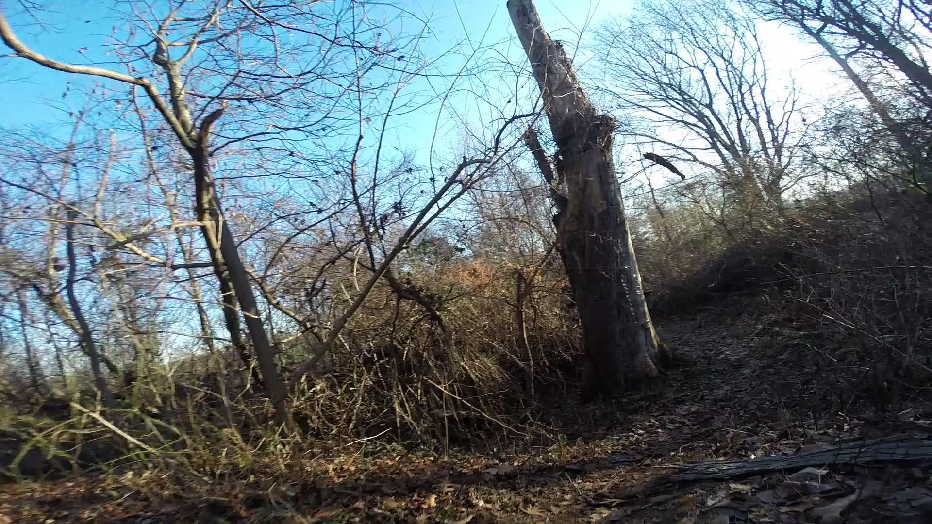 A dense wooded area featuring bare trees and underbrush with a clear blue sky above. A winding path can be seen leading through the foliage, with fallen leaves scattered on the ground. The scene conveys a sense of tranquility and natural beauty. Richmond Avenue and Forest Hill road mountain bike trail.