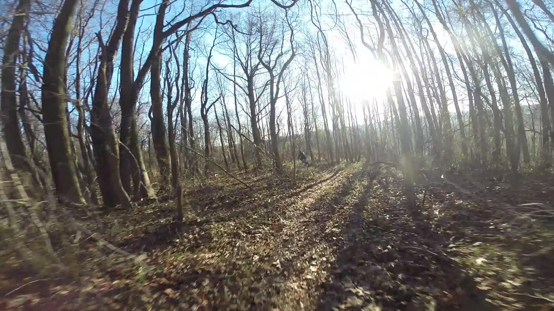 A sunlit forest path with leafless trees and soft shadows on the ground, capturing a tranquil natural scene. Richmond Avenue and Forest Hill road mountain bike trail.