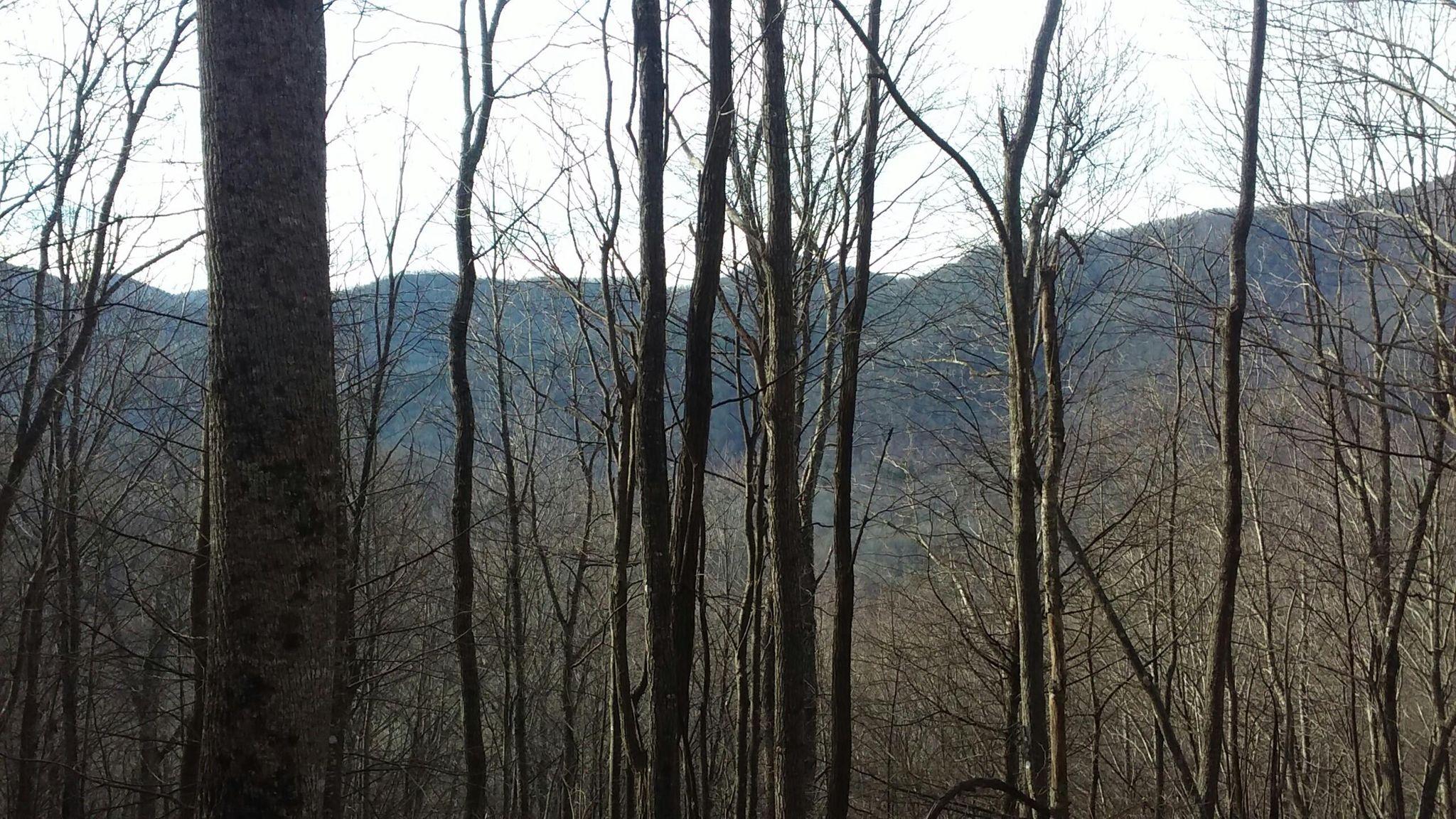 A view of a forest with tall, bare trees in the foreground and distant mountains partially obscured by the tree branches, under a clear sky. Fs 477 mountain bike trail.