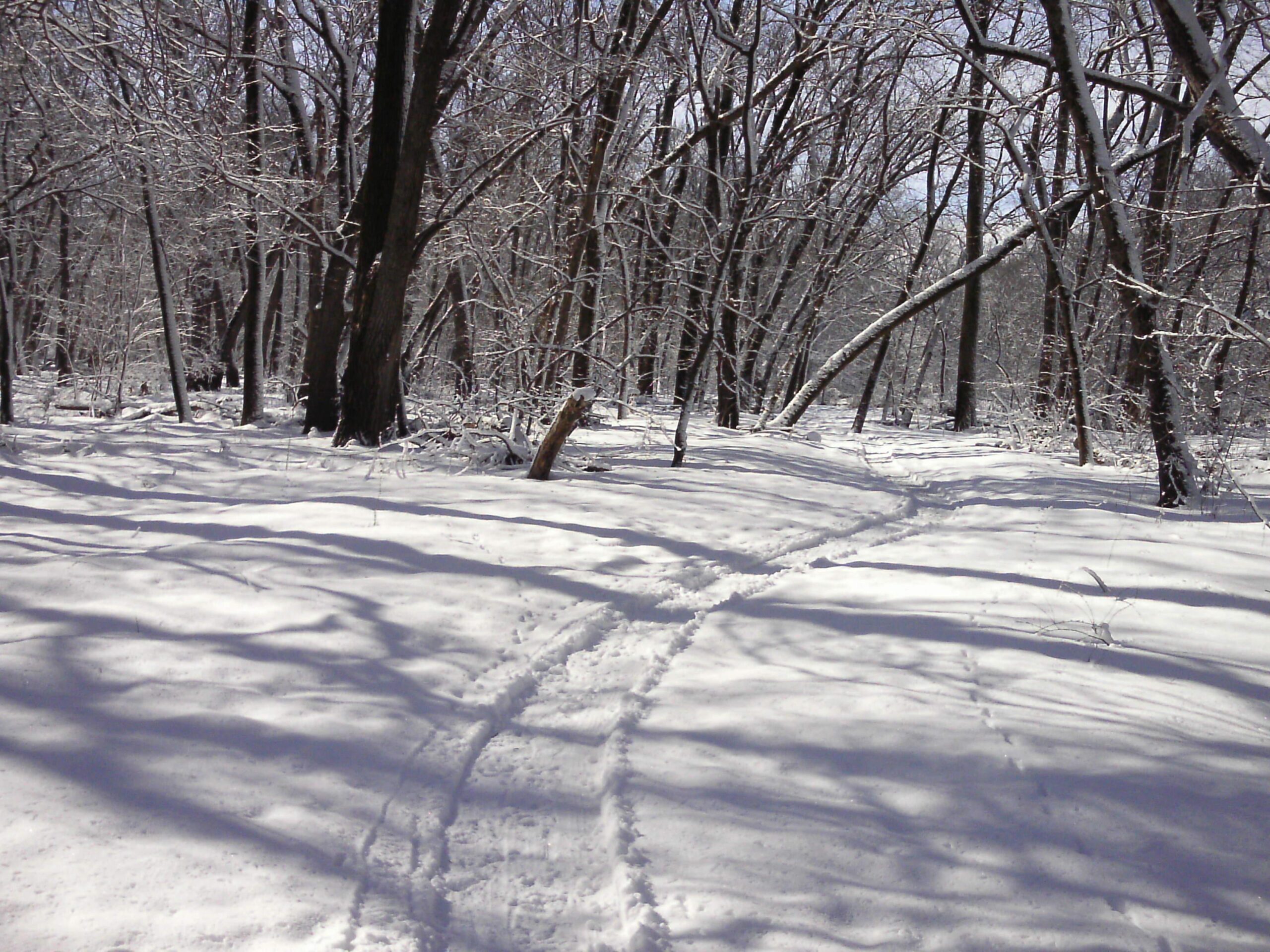 A serene winter scene of a snow-covered forest path, with trees lightly dusted with snow and shadows cast on the ground. Footprints trail through the fresh snow, leading into the woods under a bright blue sky. Katoski Green Belt mountain bike trail.