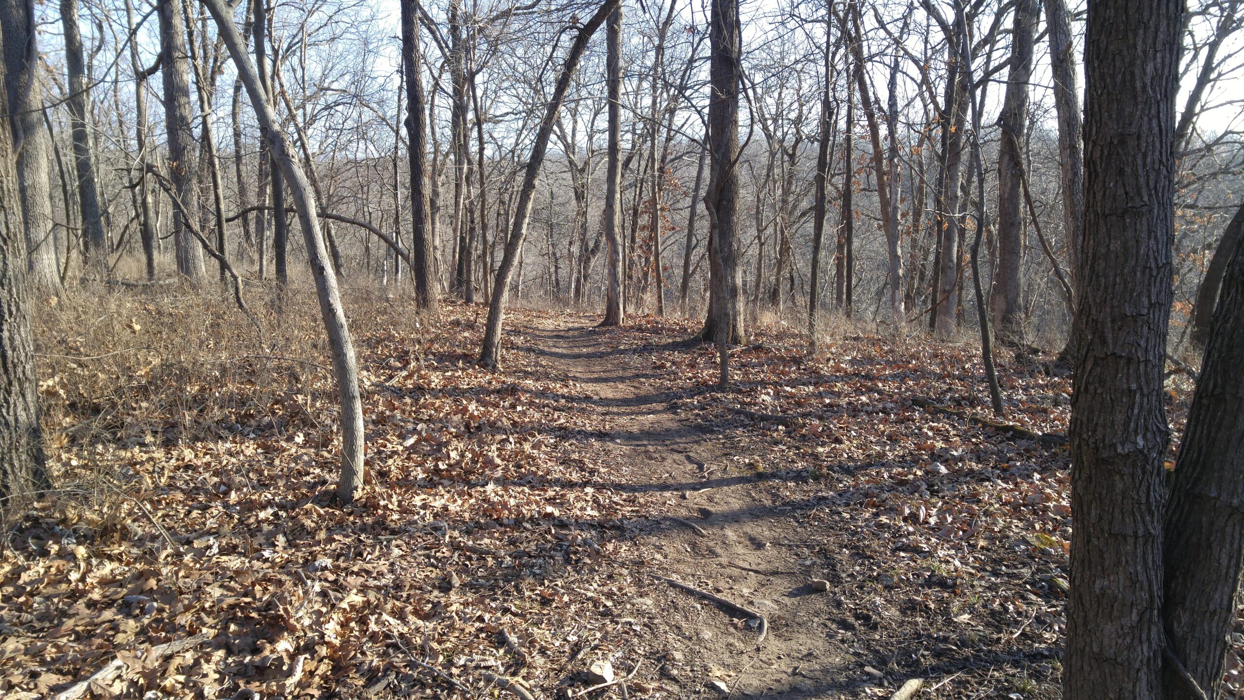 A dirt path winding through a wooded area with tall, leafless trees and patches of dried leaves covering the ground, illuminated by sunlight. The scene conveys a calm and serene atmosphere typical of a late autumn or early winter setting. Swope Park Trail mountain bike trail.