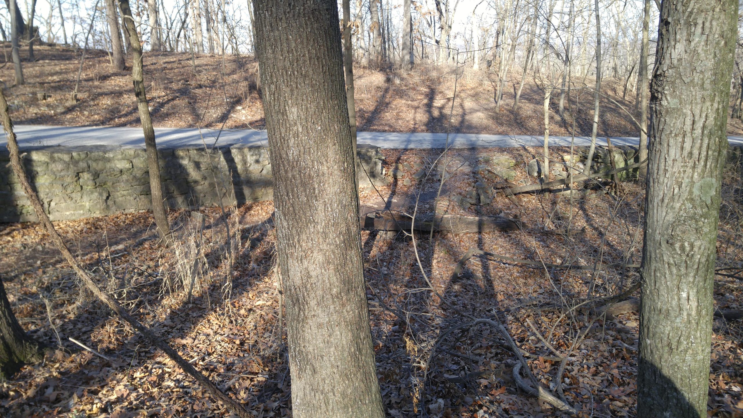 A wooded area with tall trees in the foreground and a gravel road visible in the background. The ground is covered with fallen leaves, and shadows from the trees stretch across the landscape. A stone wall runs alongside the road. Swope Park Trail mountain bike trail.