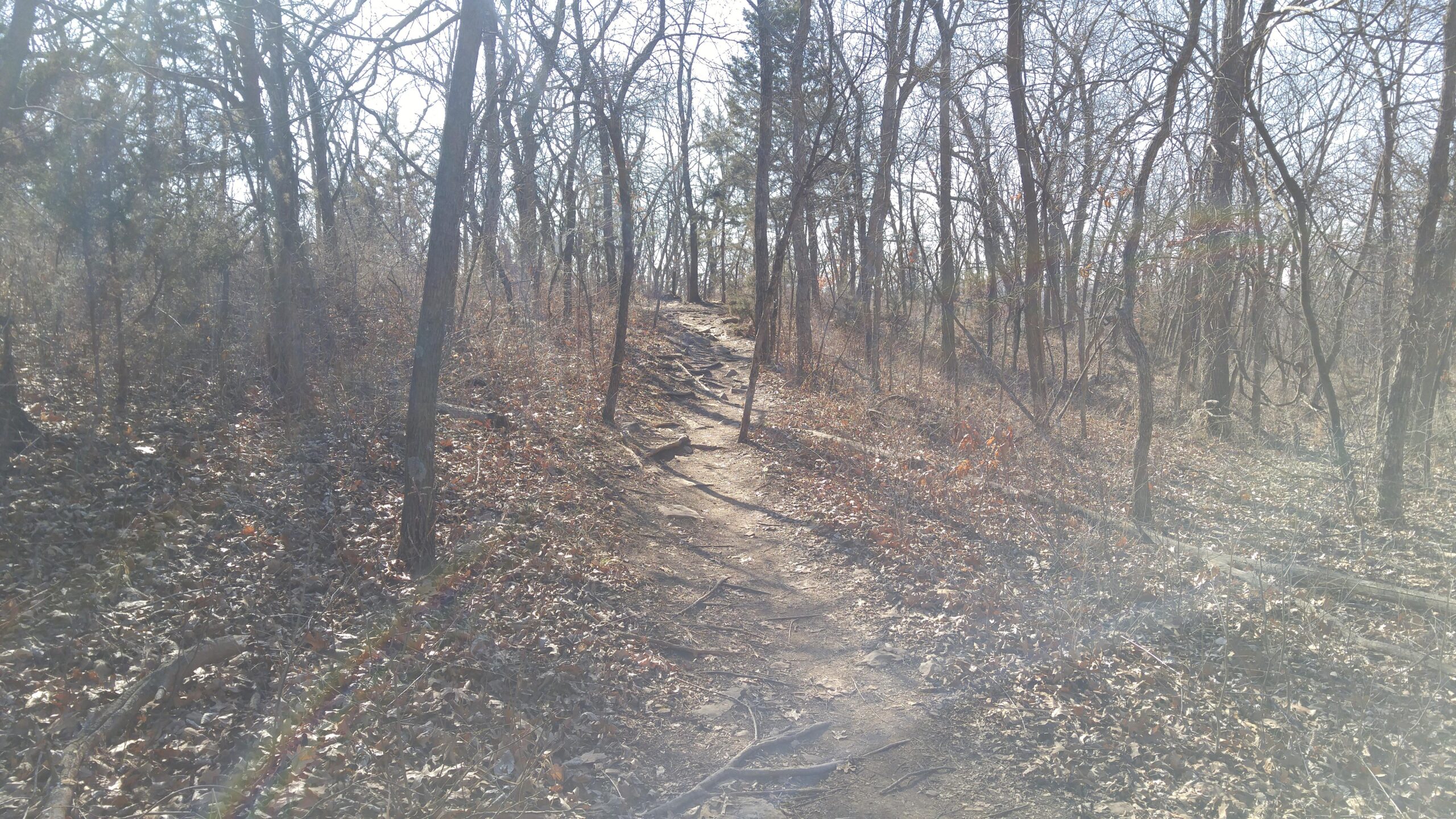 A narrow dirt trail winding through a forested area, surrounded by tall trees and scattered dry leaves. The sunlight filters through the branches, illuminating the path. Shawnee Mission Park mountain bike trail.